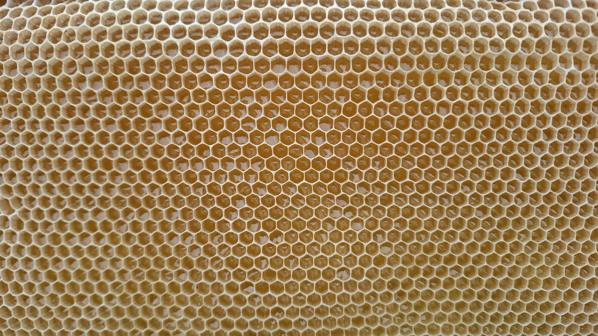 Der frische Honig glänzt in den Waben... 