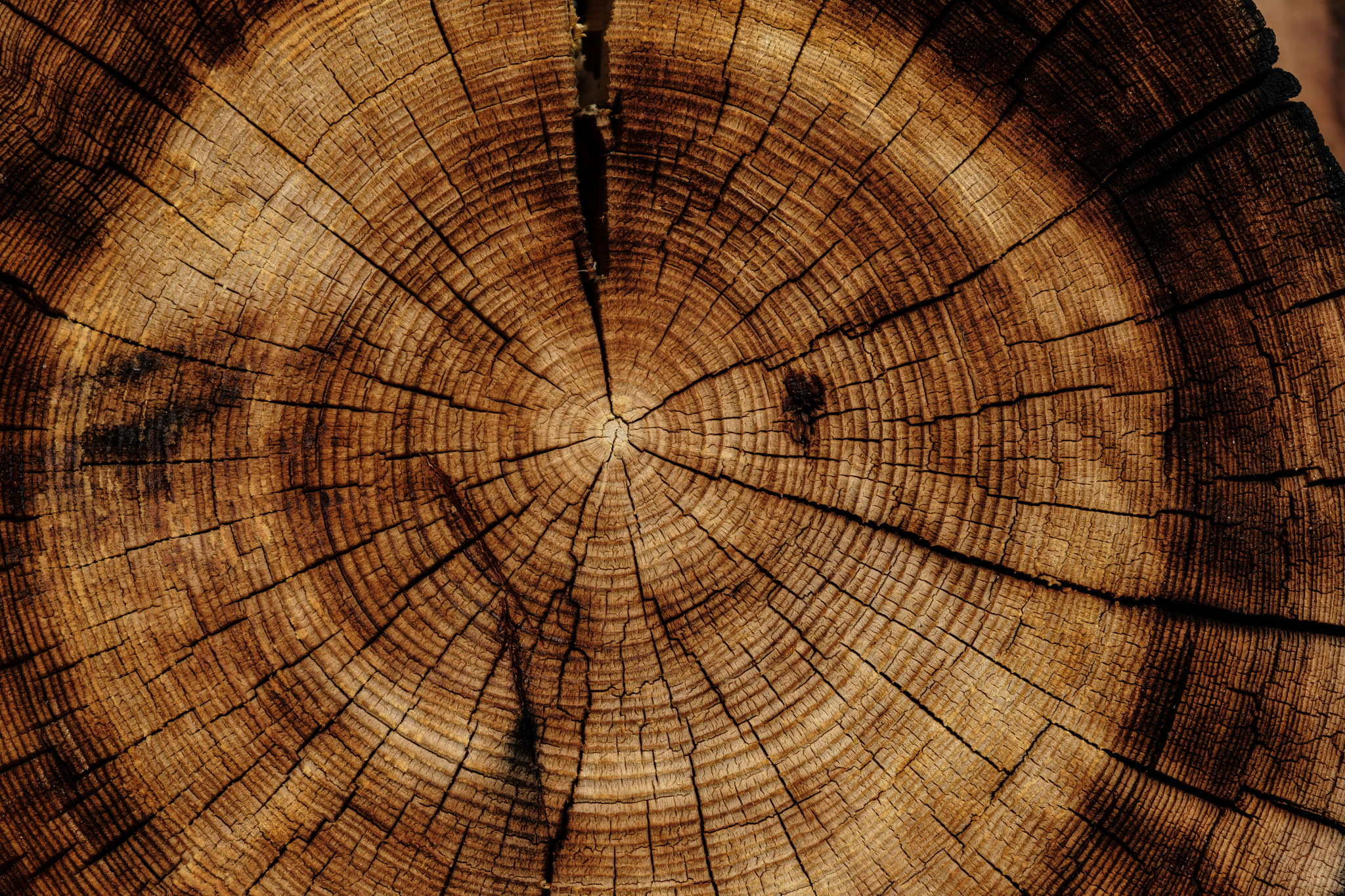 Element Holz