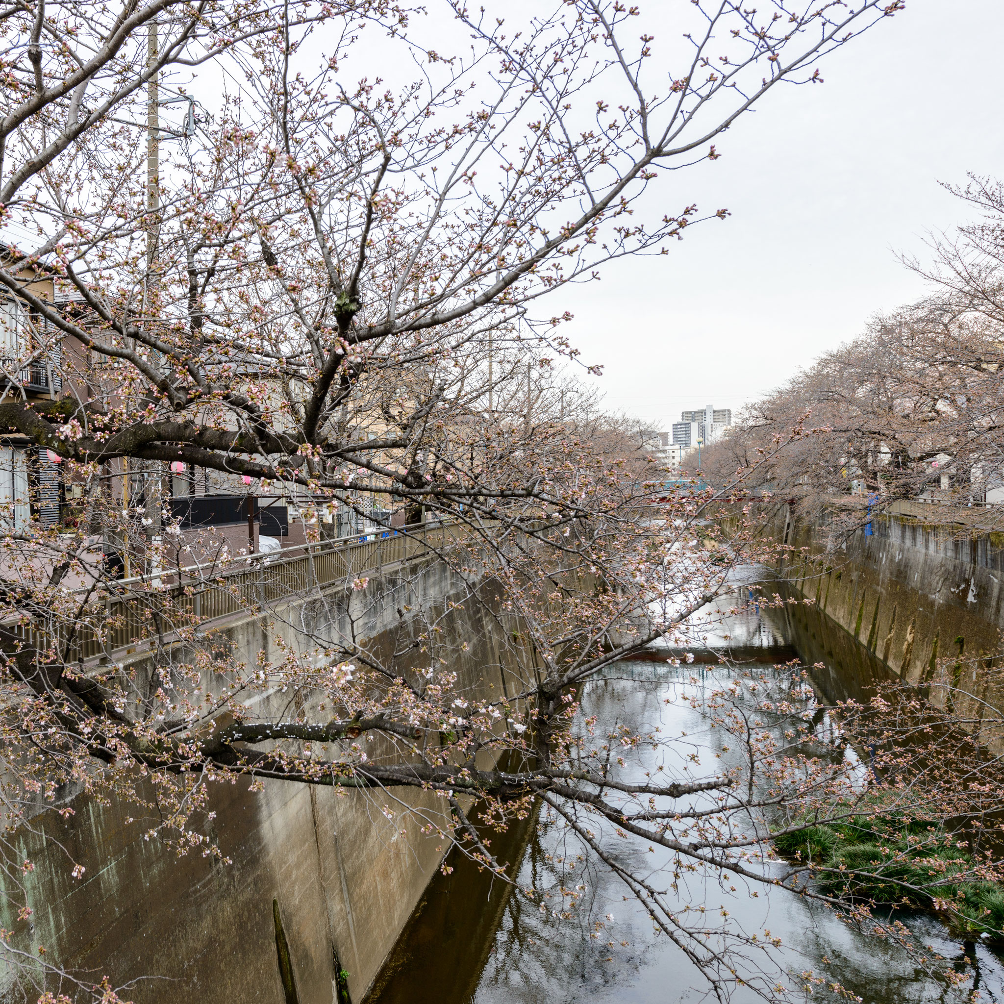 現地近隣３「石神井川の桜並木」
