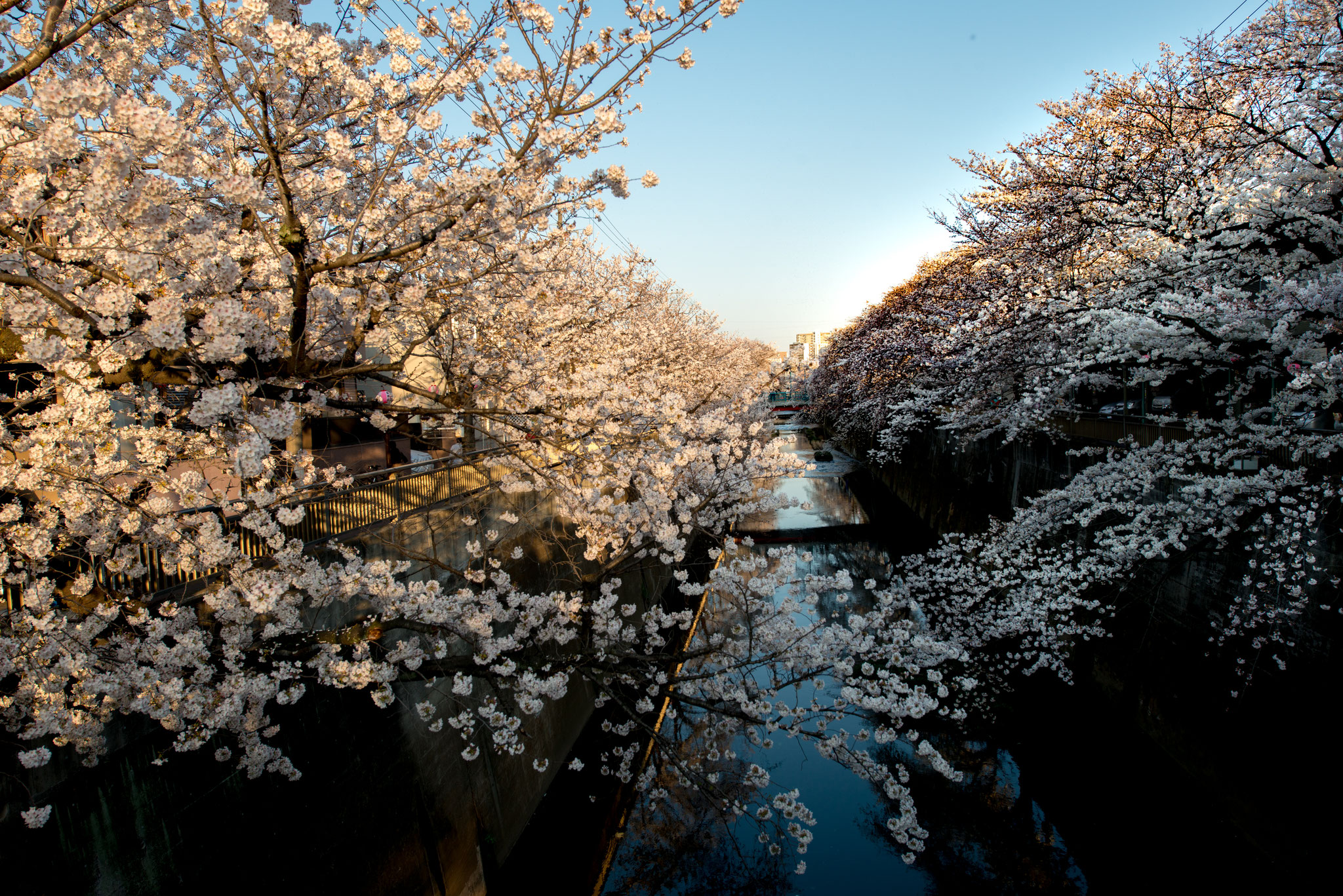 「石神井川の桜並木」１