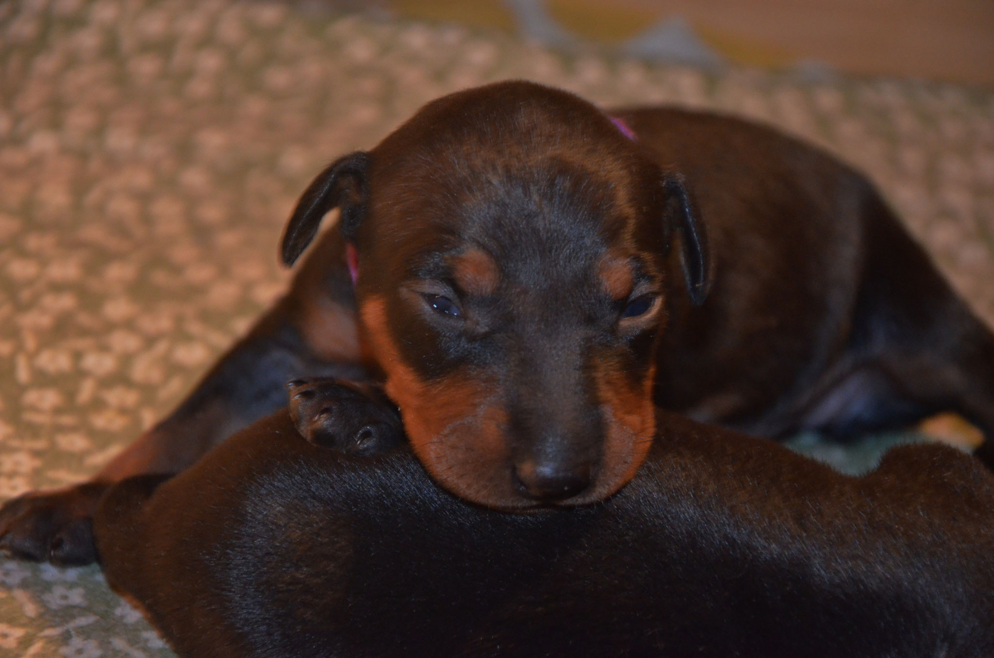 F-Wurf *02.12.2017 - Manchester Terrier von Barkelsby