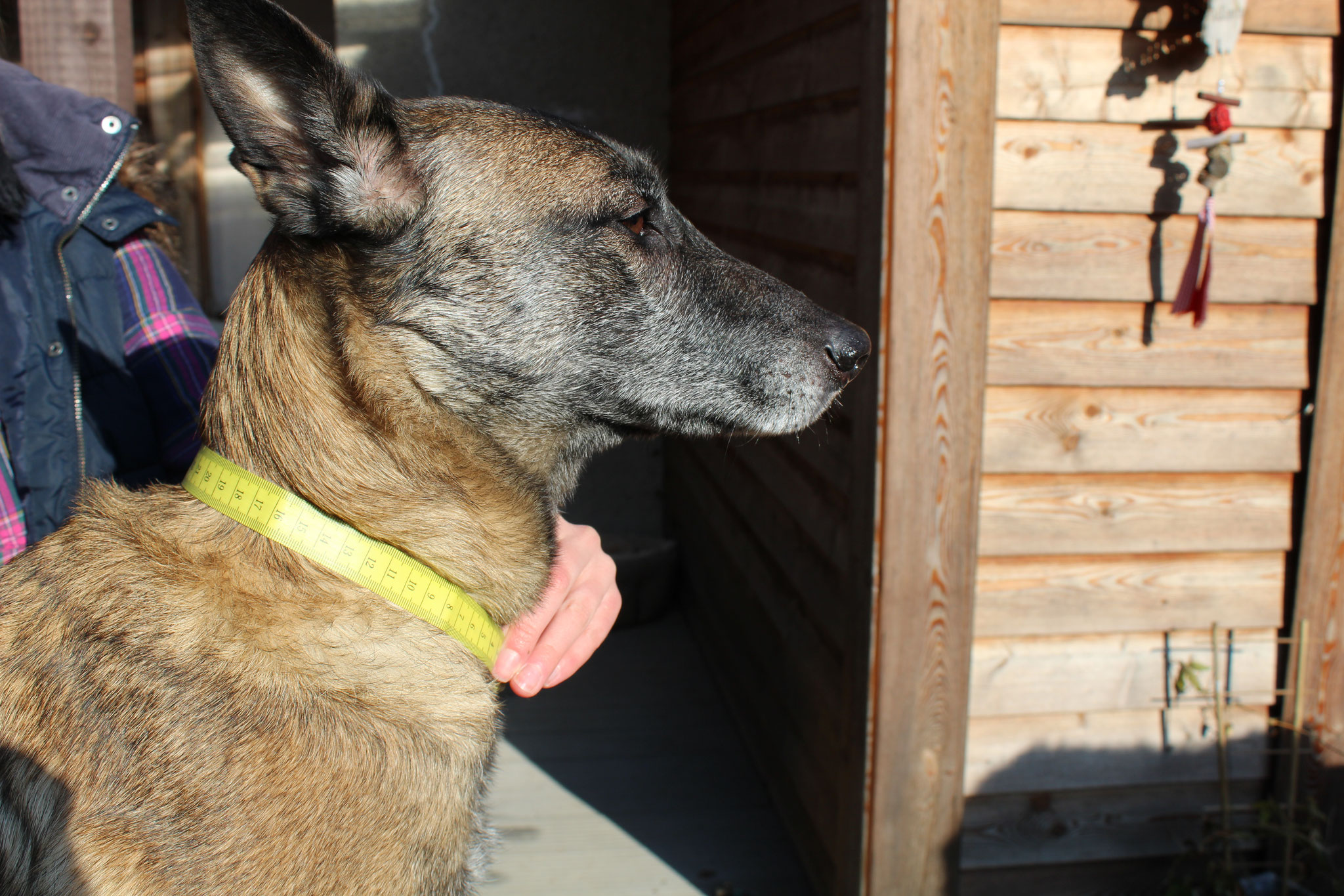 Messen Sie den Halsumfang an der Stelle, an der sich das Halsband nachher befinden soll (unterhalb des Kehlkopfes). Es sollten genau 2 Finger zwischen Maßband und Hundehals passen.