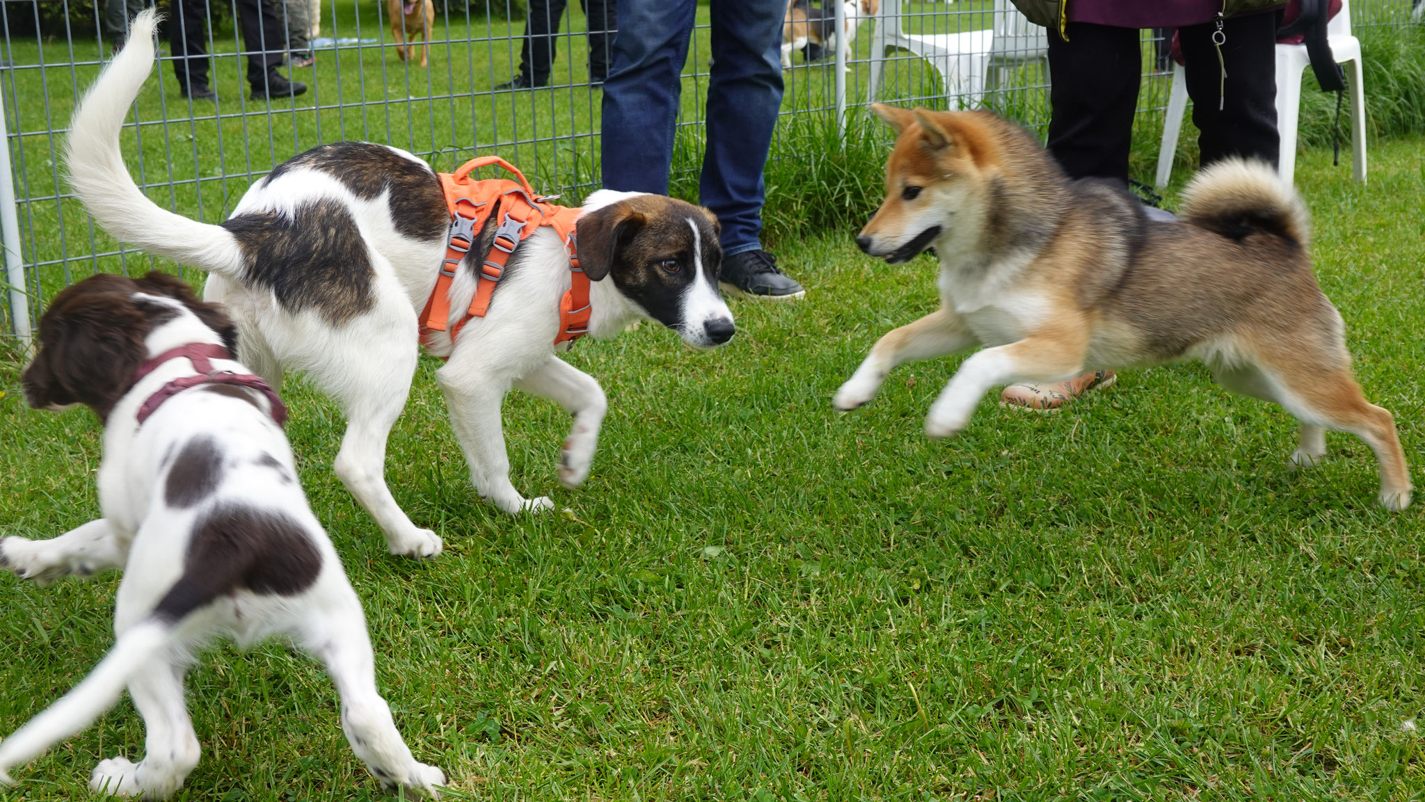 Shiba Inu Lira gibt den Ton an.