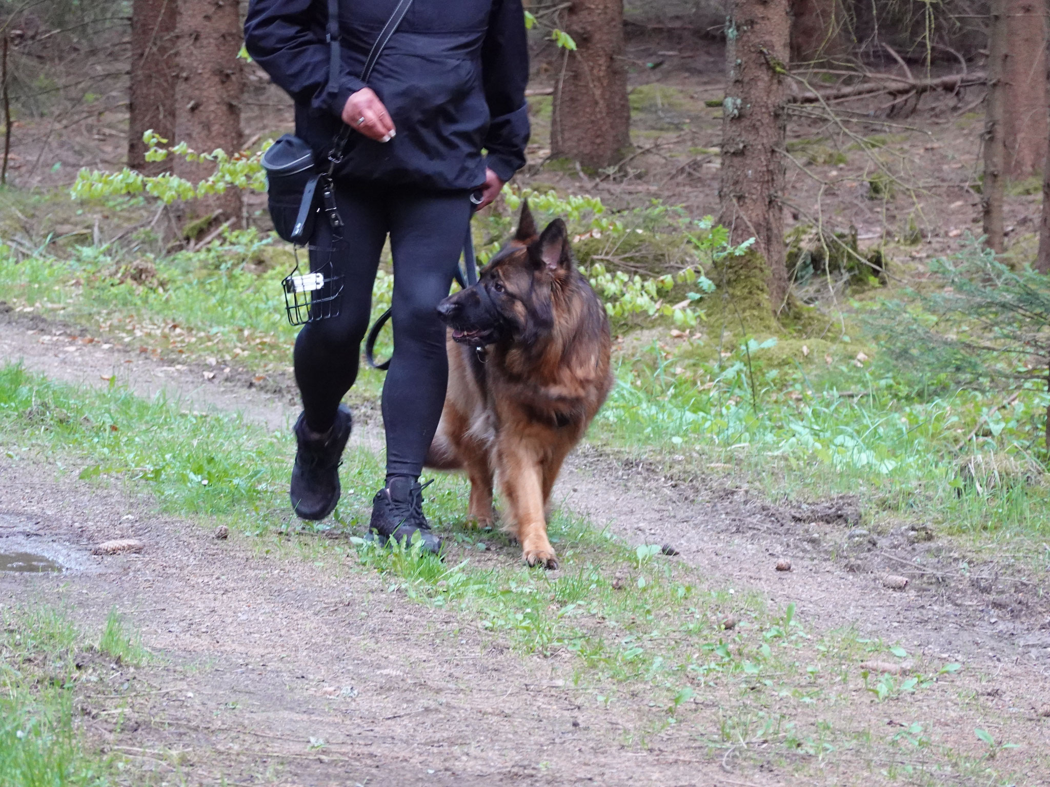 Mini beim Training der Leinenführigkeit