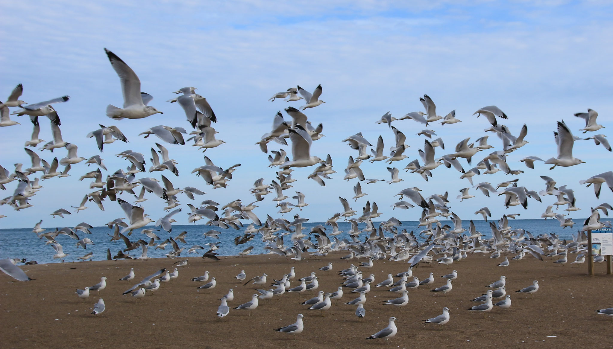 New Buffalo Beach