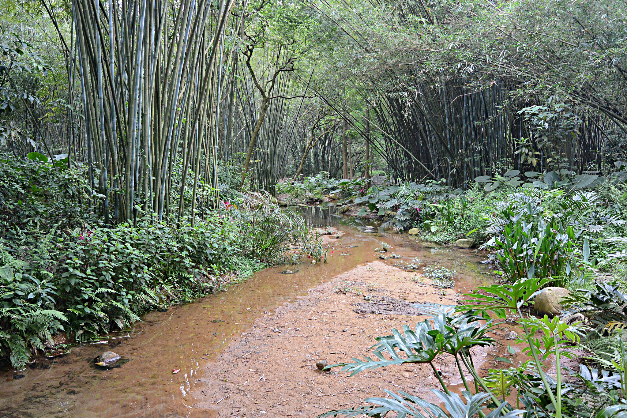 白雲山、広東、中国