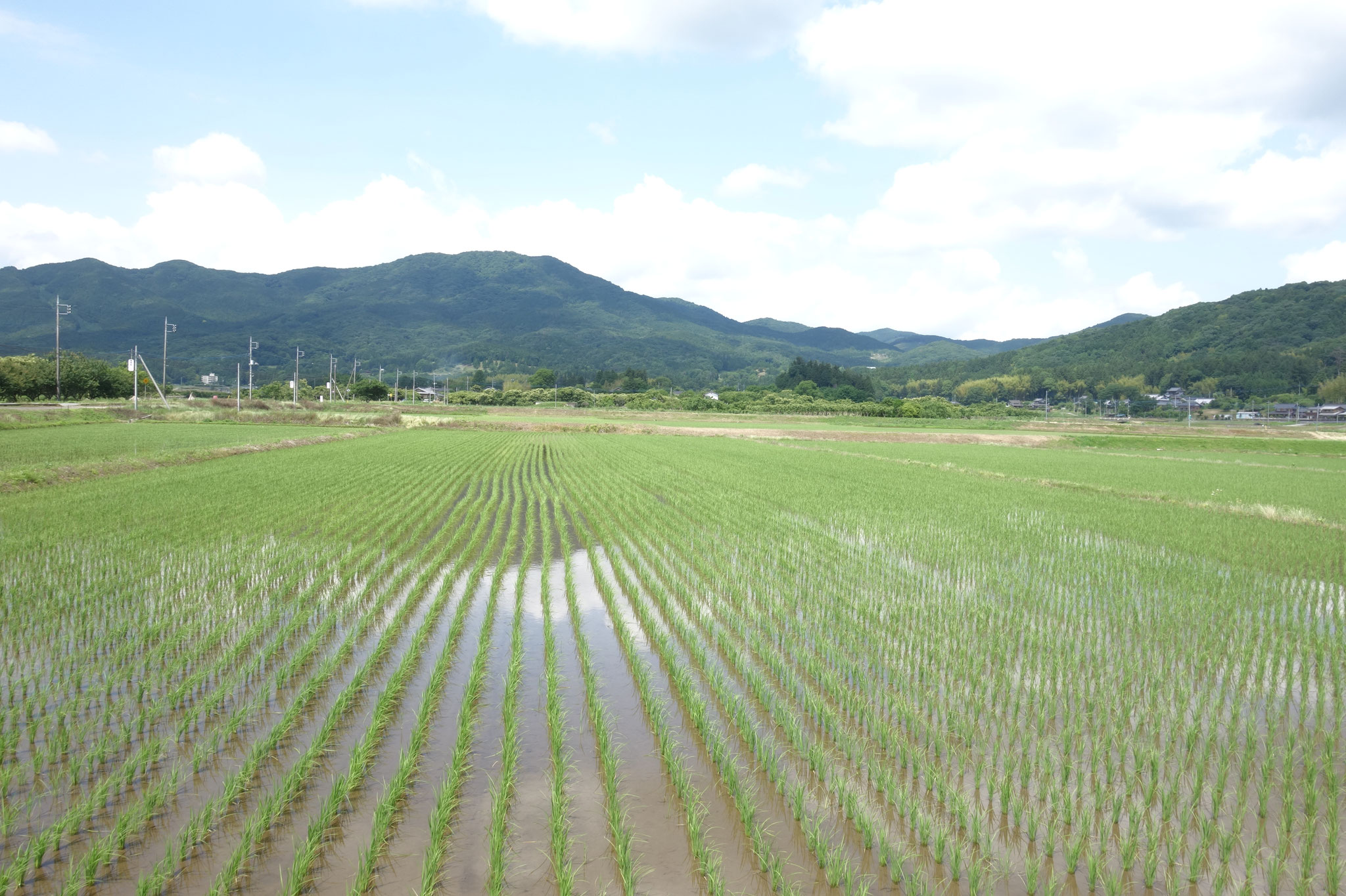 栗畑 自社農園 waguriya ページ