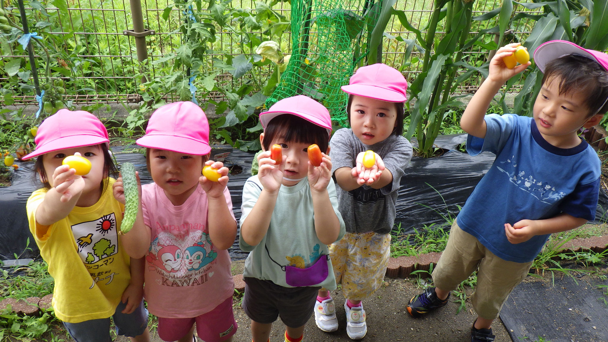 7月6日　今日はトマト7個ときゅうり１本収穫できました！