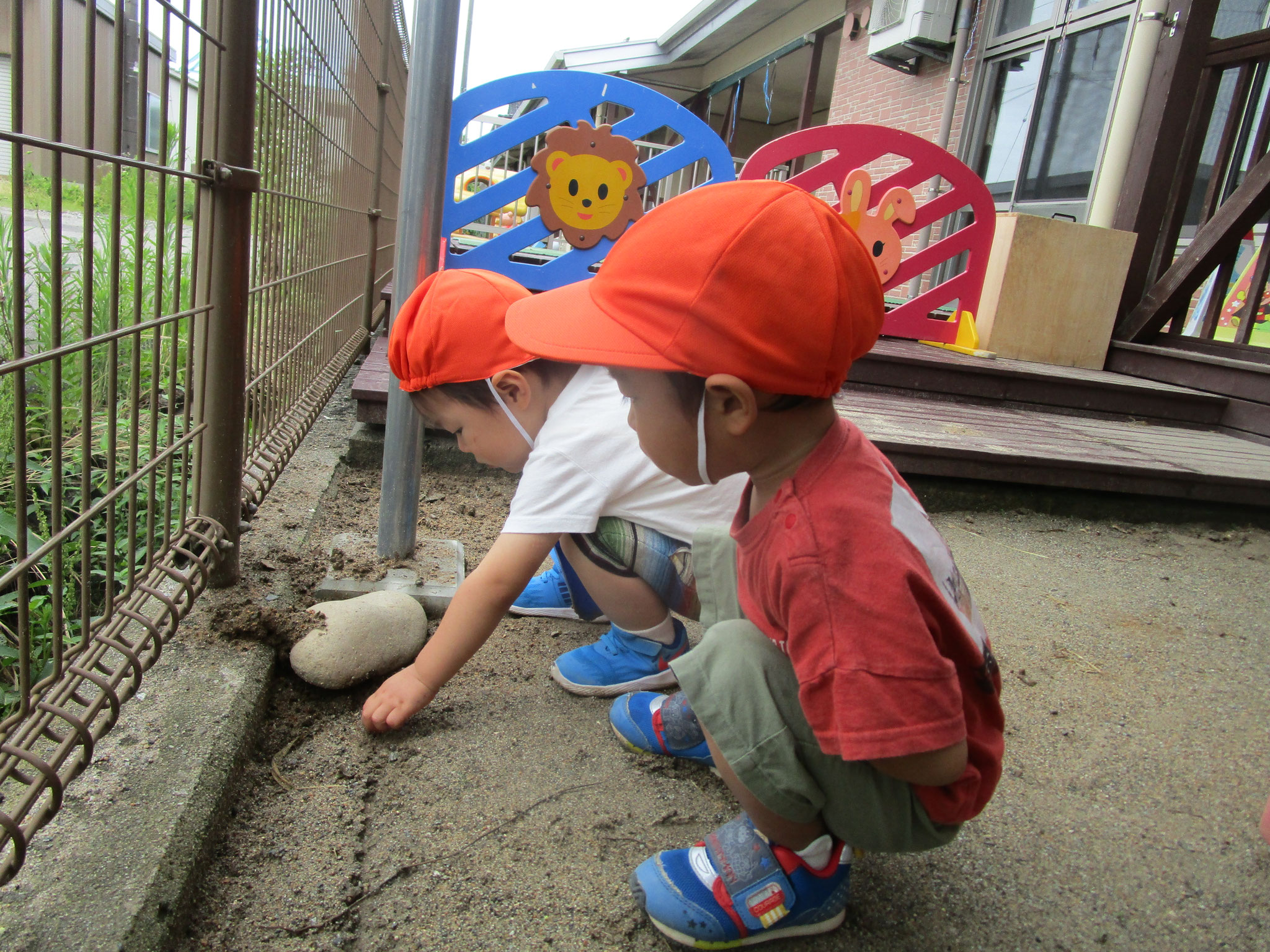 7月6日　石の下や隅っこに虫がいることに気付き虫探しをしているところです。