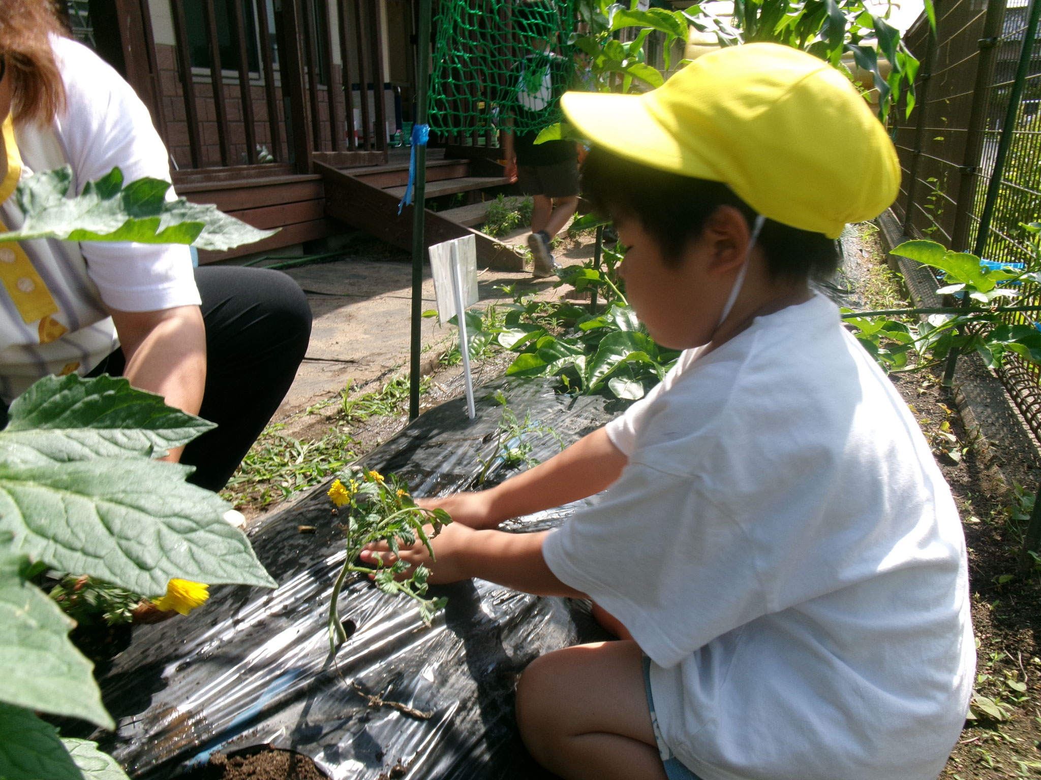 6月15日　野菜を虫から守るためにマリーゴールドを植えました！