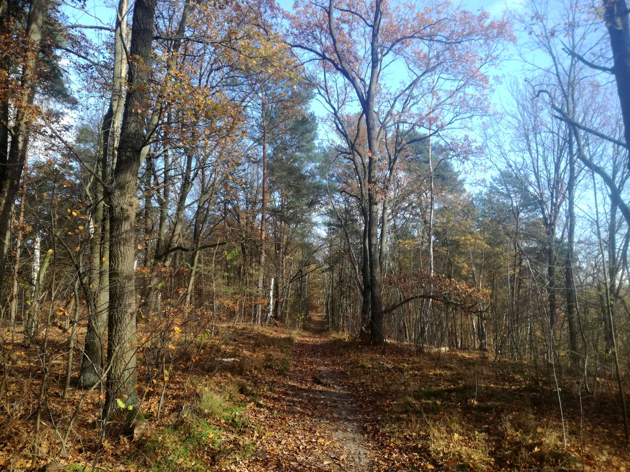 Murellenschlucht mit Schanzenwald und Fließwiese Ruhleben - Fortsetzung ...