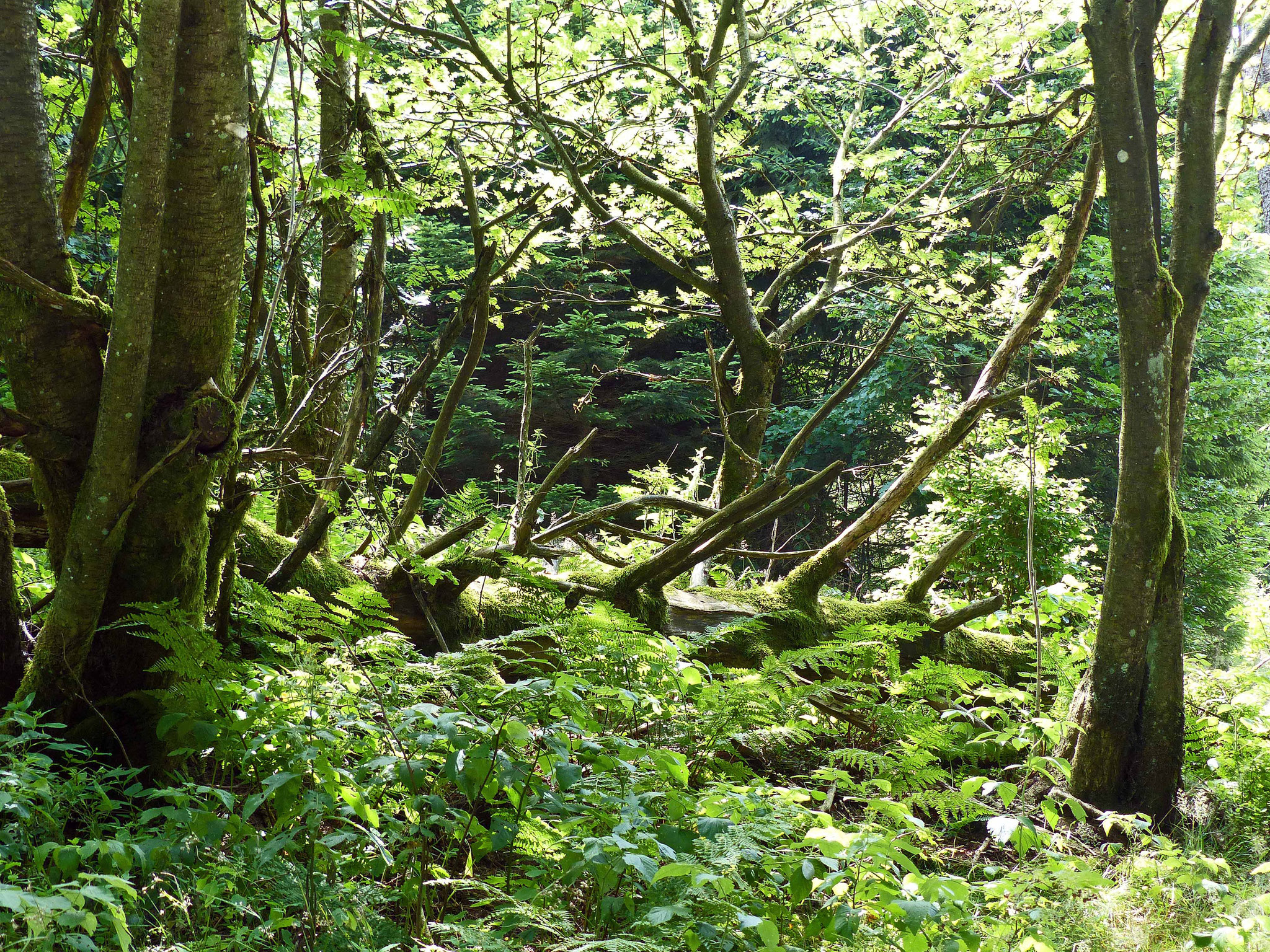 Im Wald bei Lorsbach