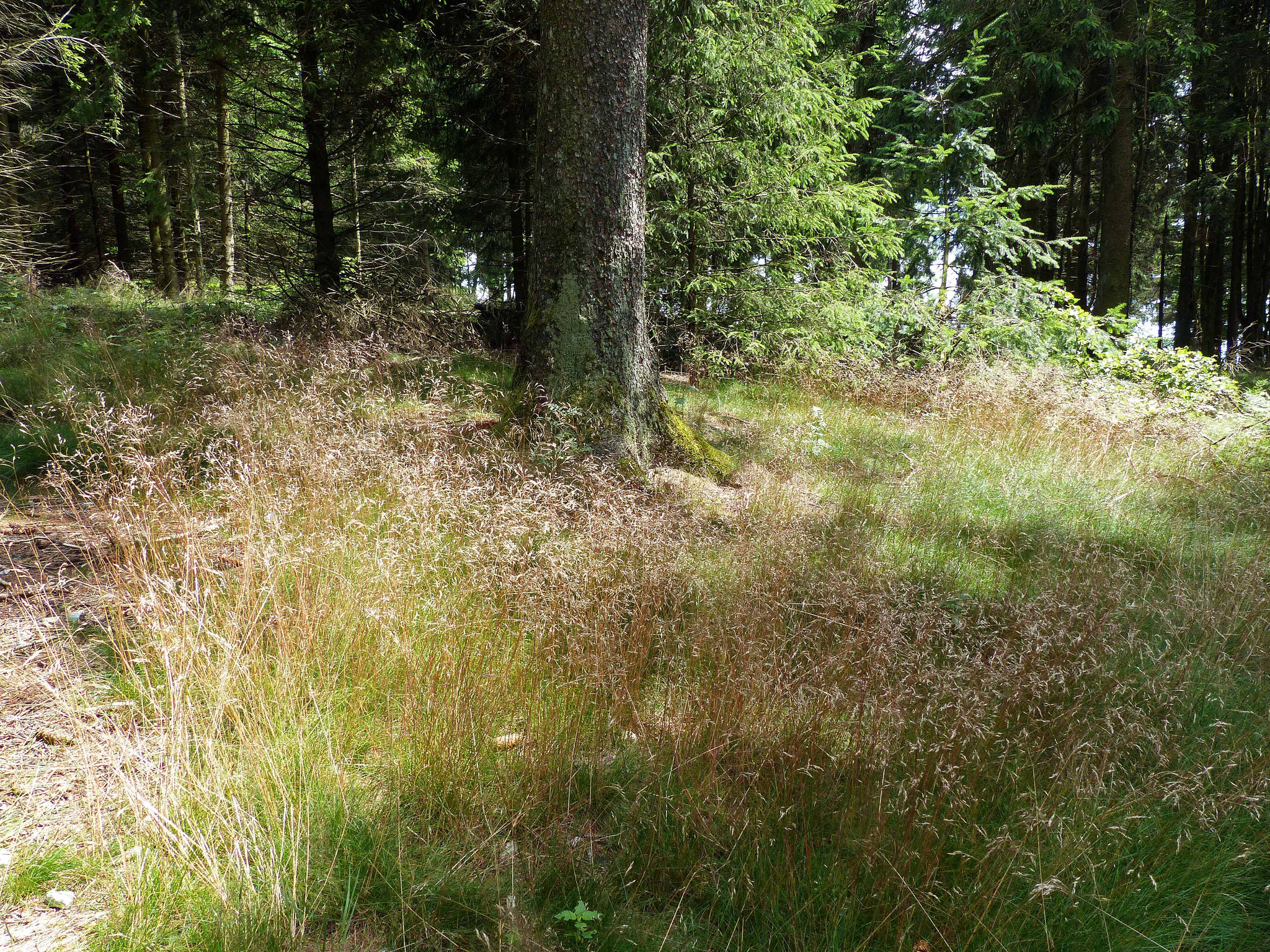 Wald auf dem Großen Feldberg