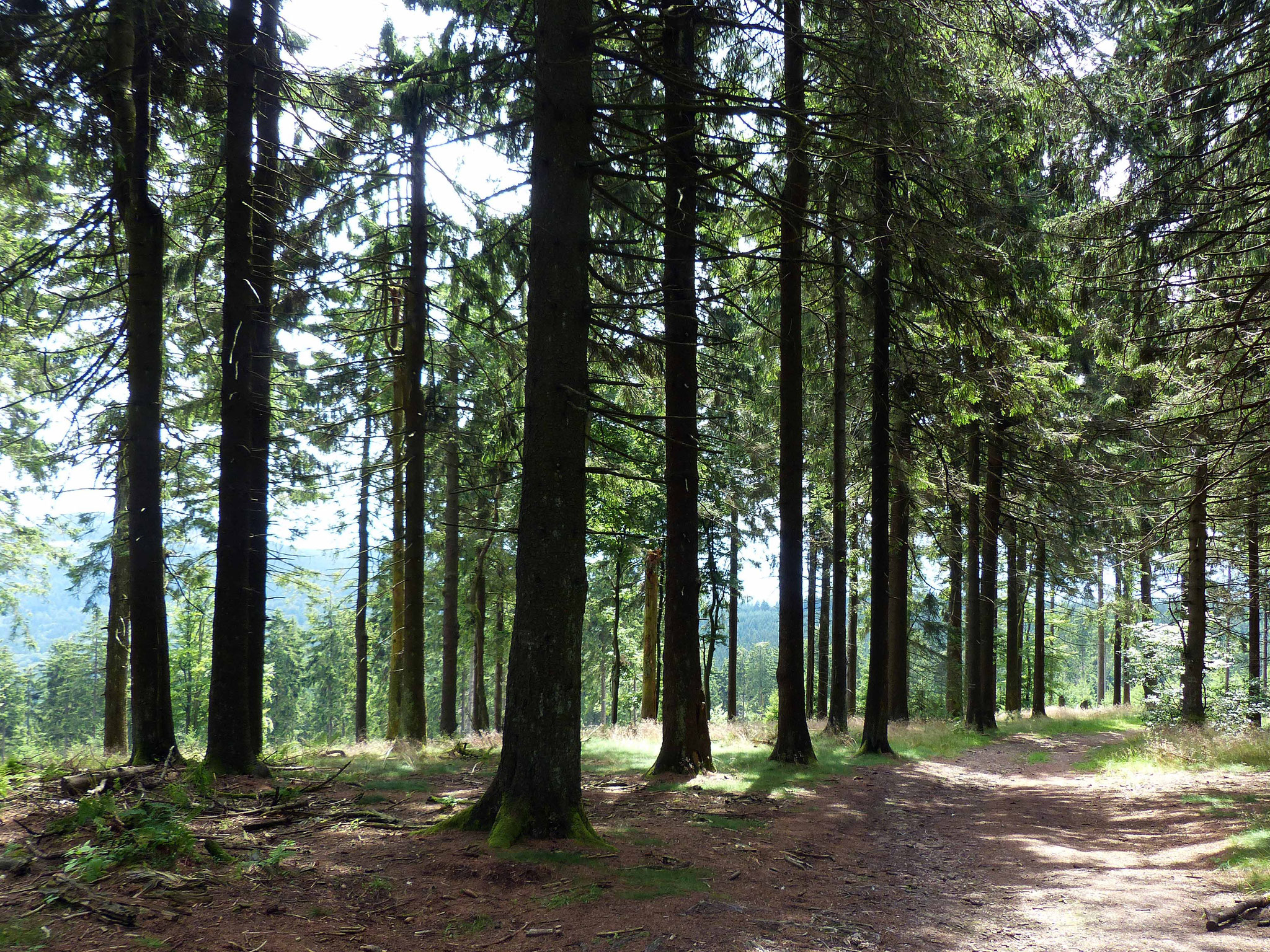 Wald am Großen Feldberg