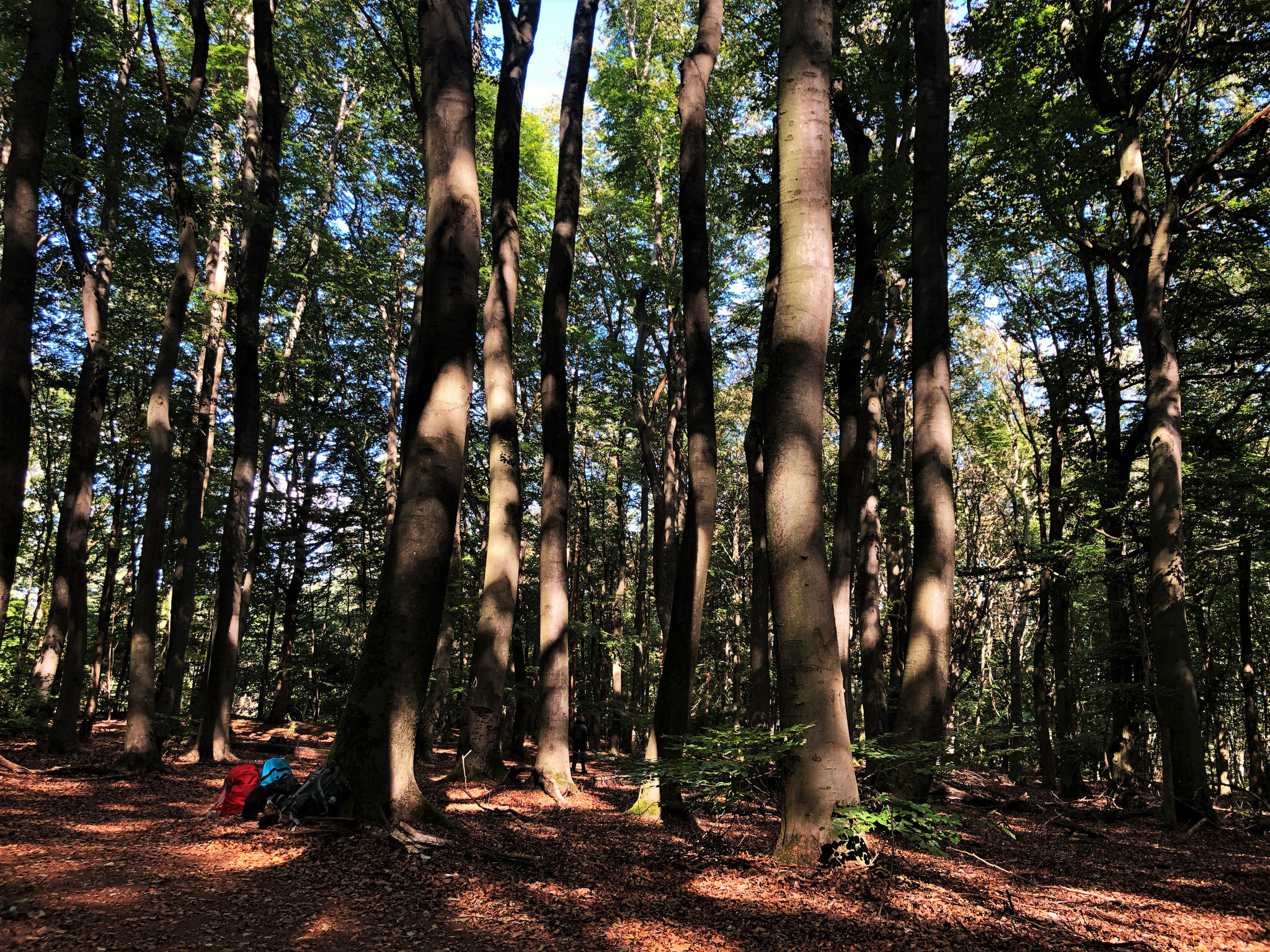 Wald bei Lorsbach