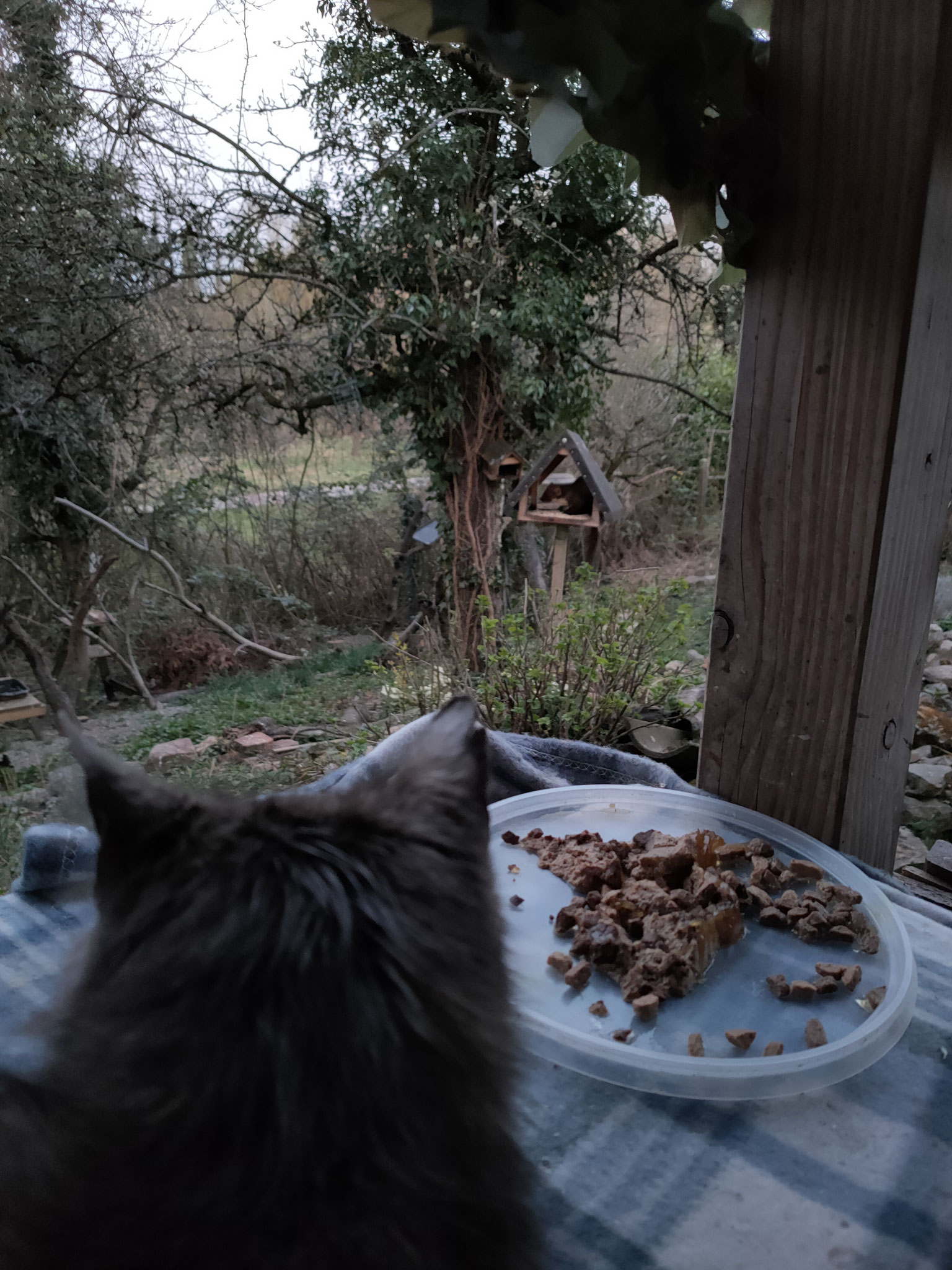 Prinzessin Miu ist eine hervorragende Vorsteh-Katze sie zeigt mir immer die Marder an und ist dabei die Ruhe selbst.