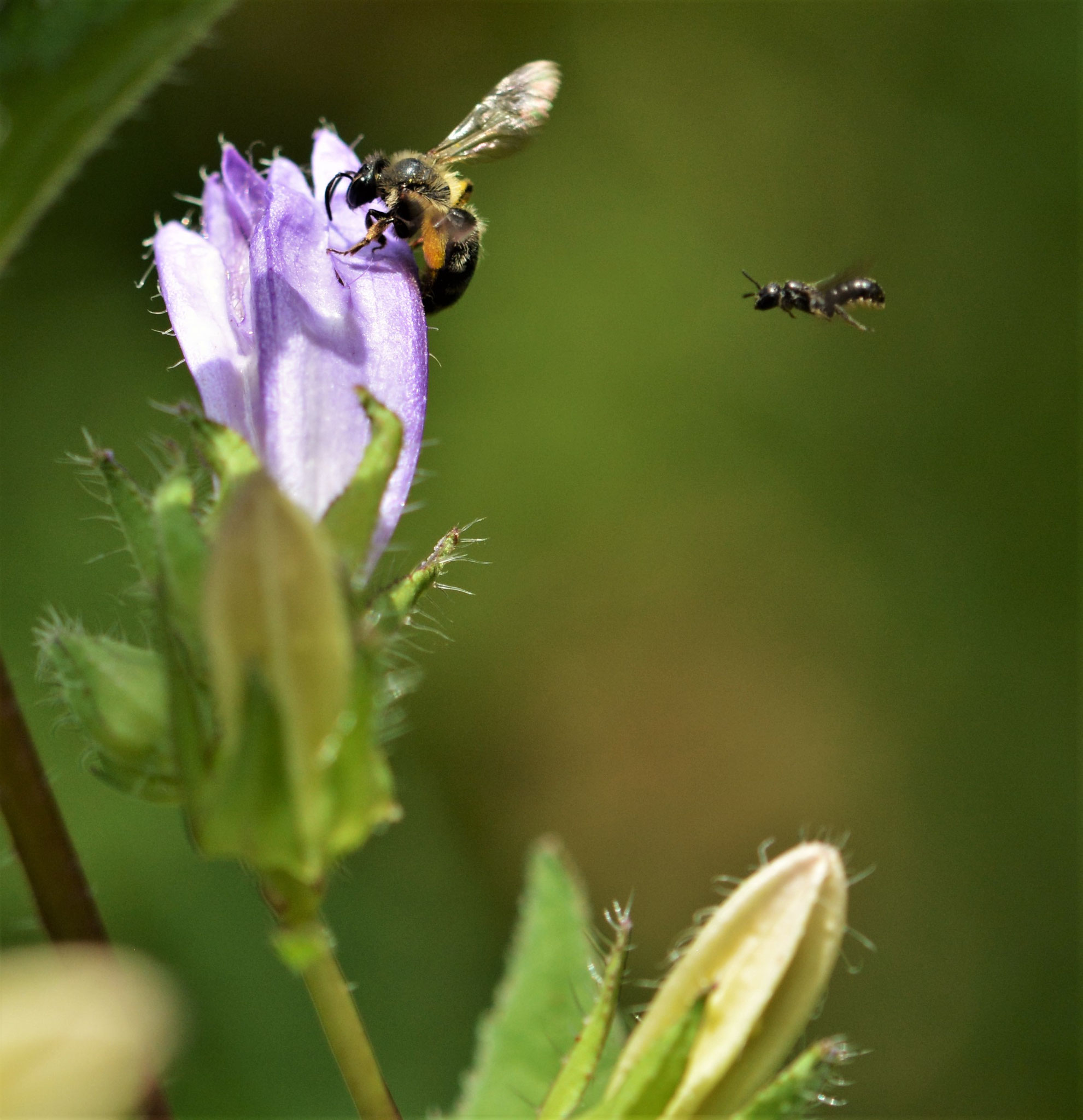 Kleine Glockenblumen-Scherenbiene (Chelostoma campanularum)