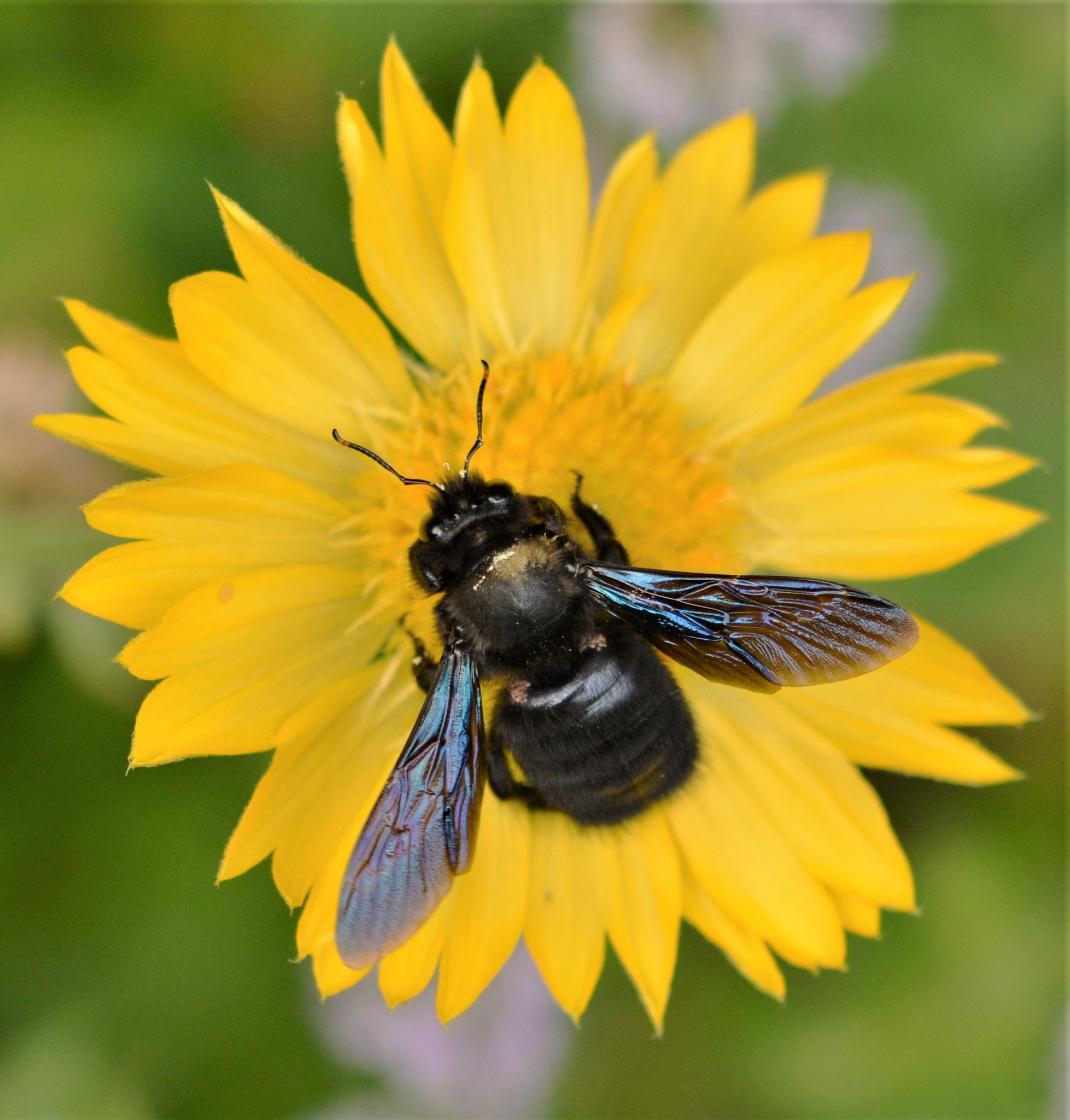 Schwarzblaue Holzbiene (Xylocopa violacea)