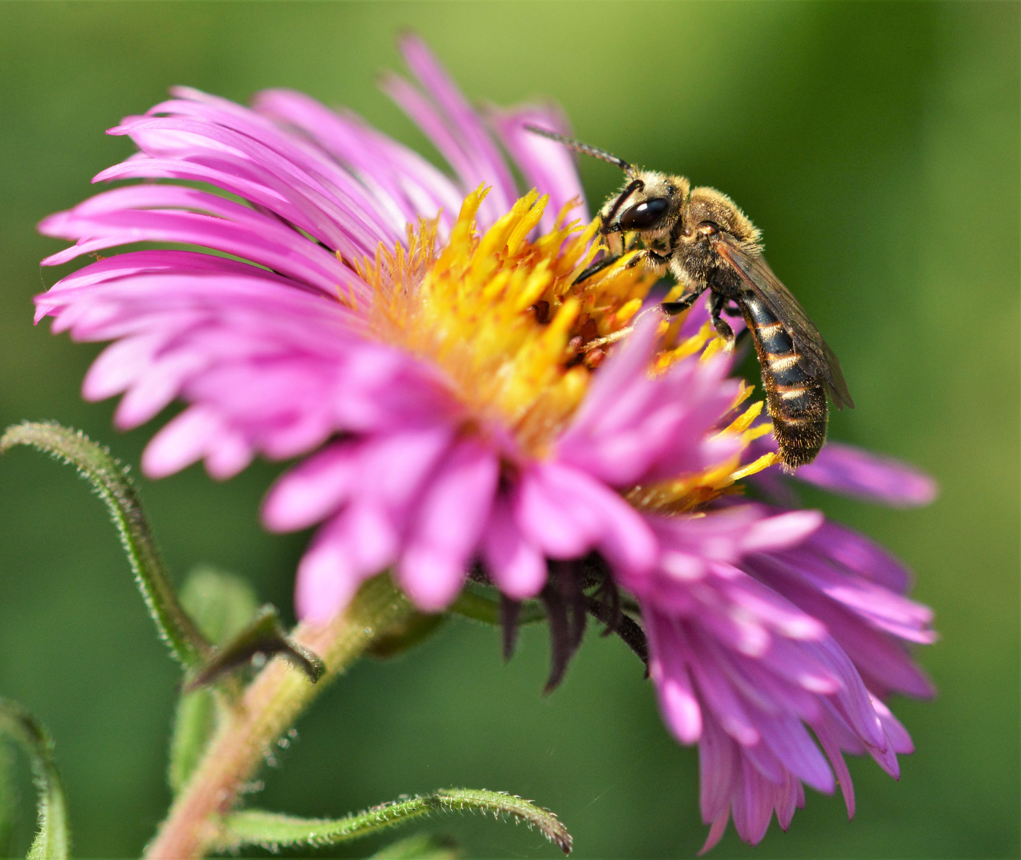 Vierbindige-Furchenbiene (Hallictus quadricintus)