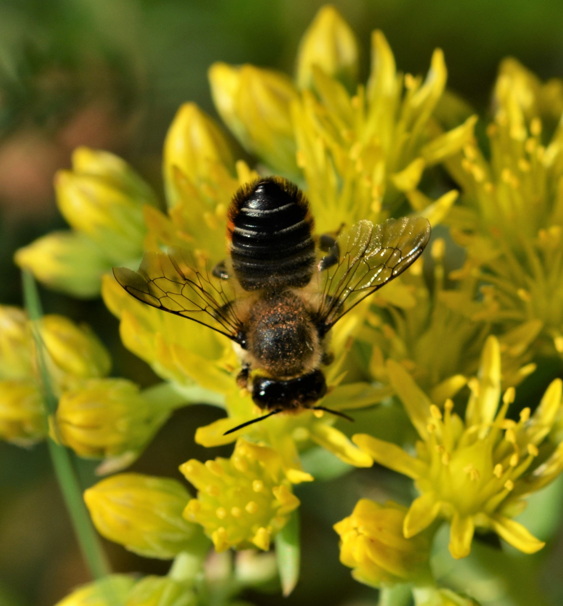 Buntfarbige-verschiedenfarbige Blattschneiderbiene (Megachile versicolor)