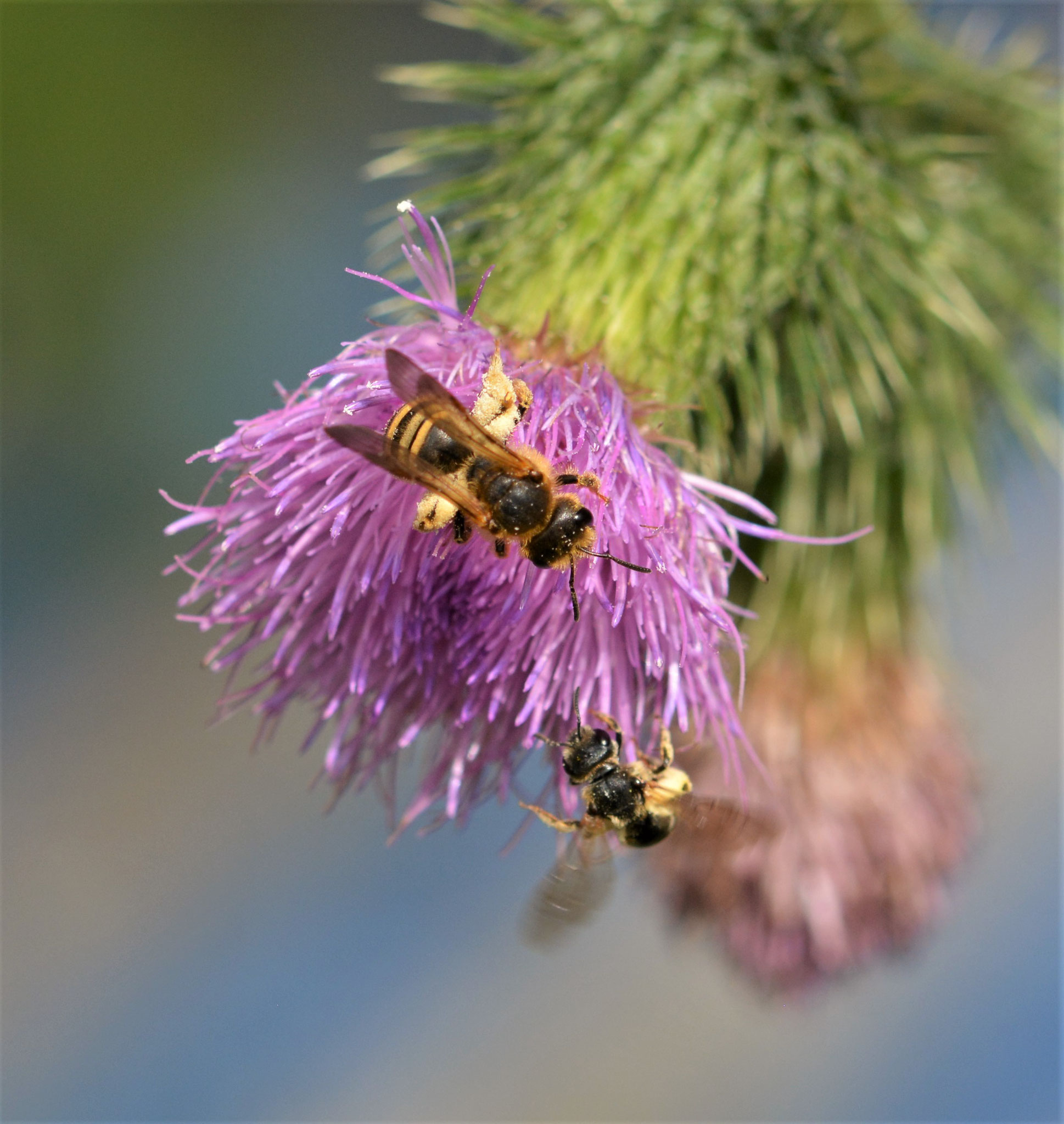 Gelbbindige Furchenbiene (Halictus scabiosae) Weibchen und Vierbindige-Furchenbiene (Halictus quadricinctus) Weibchen