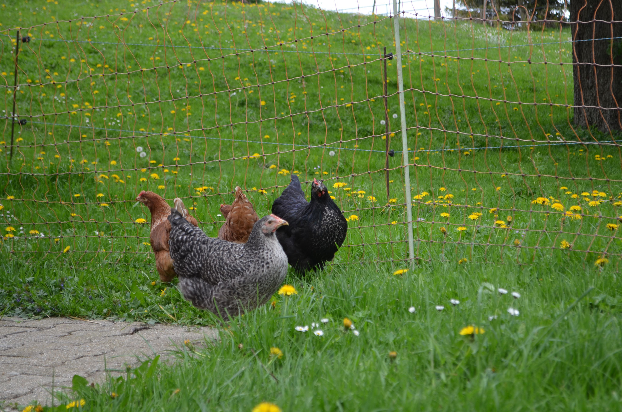 Unsere Hühner liefern täglich frische Eier
