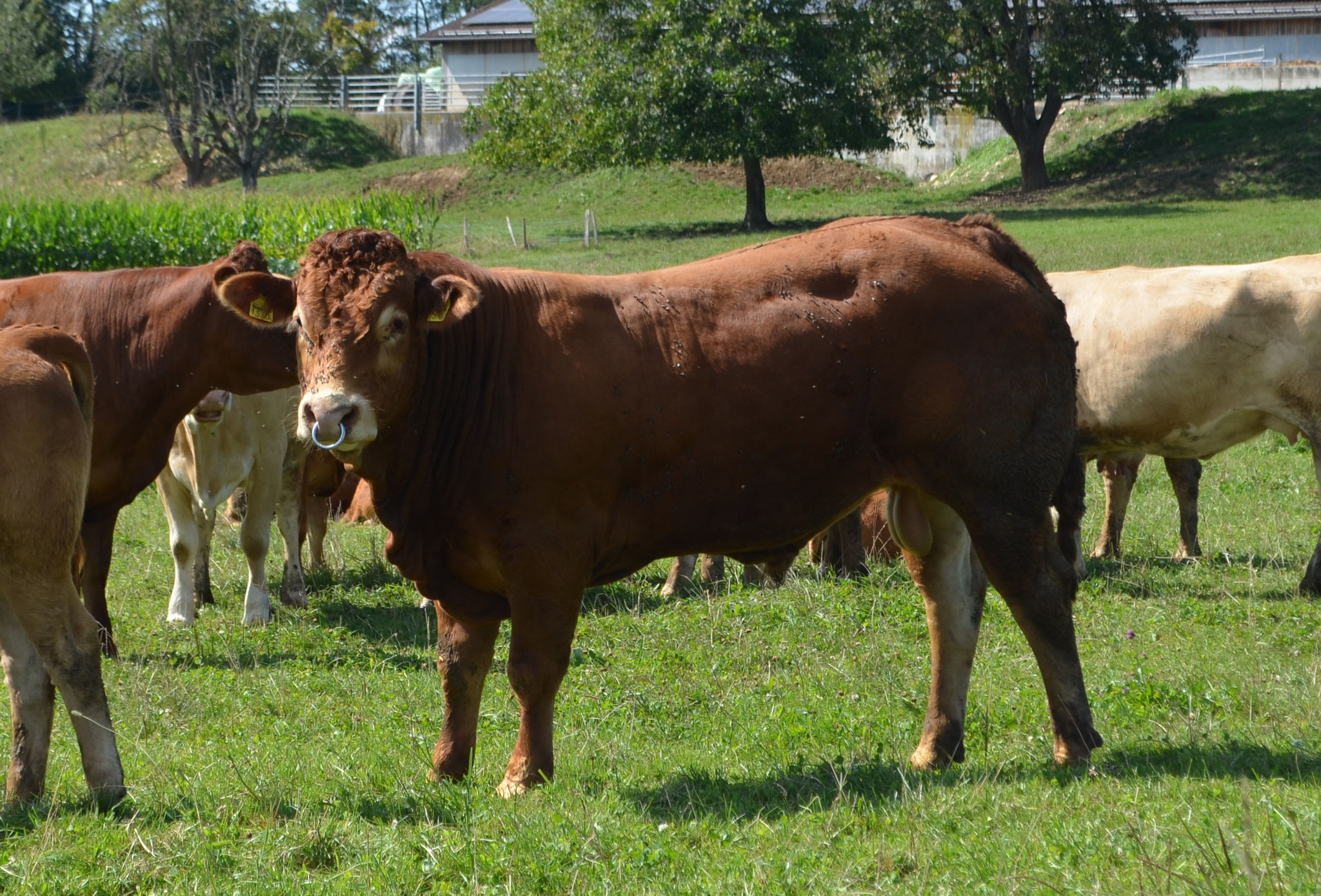 Unser Stier Remo