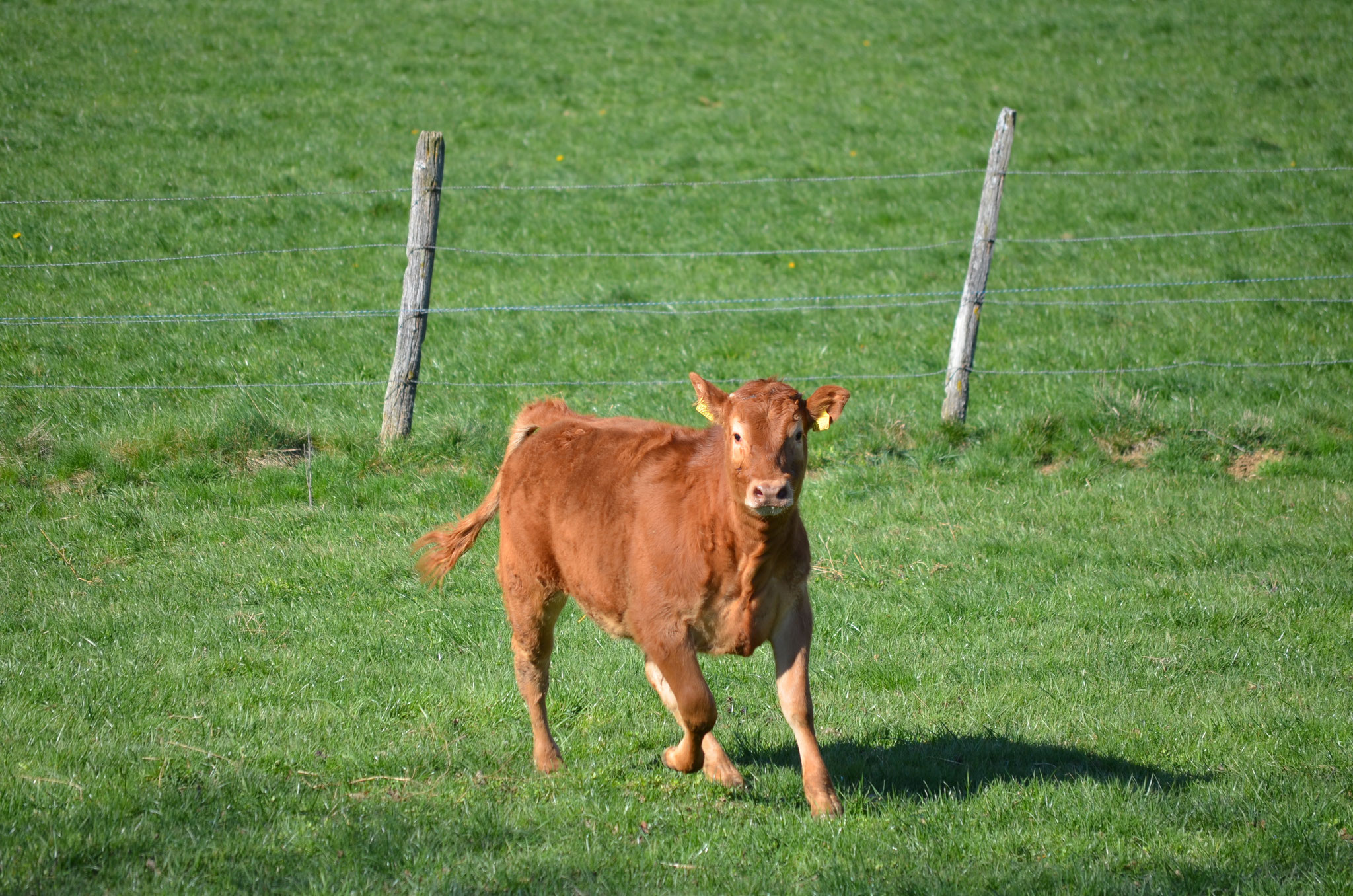Endlich kann wieder gerannt werden ...