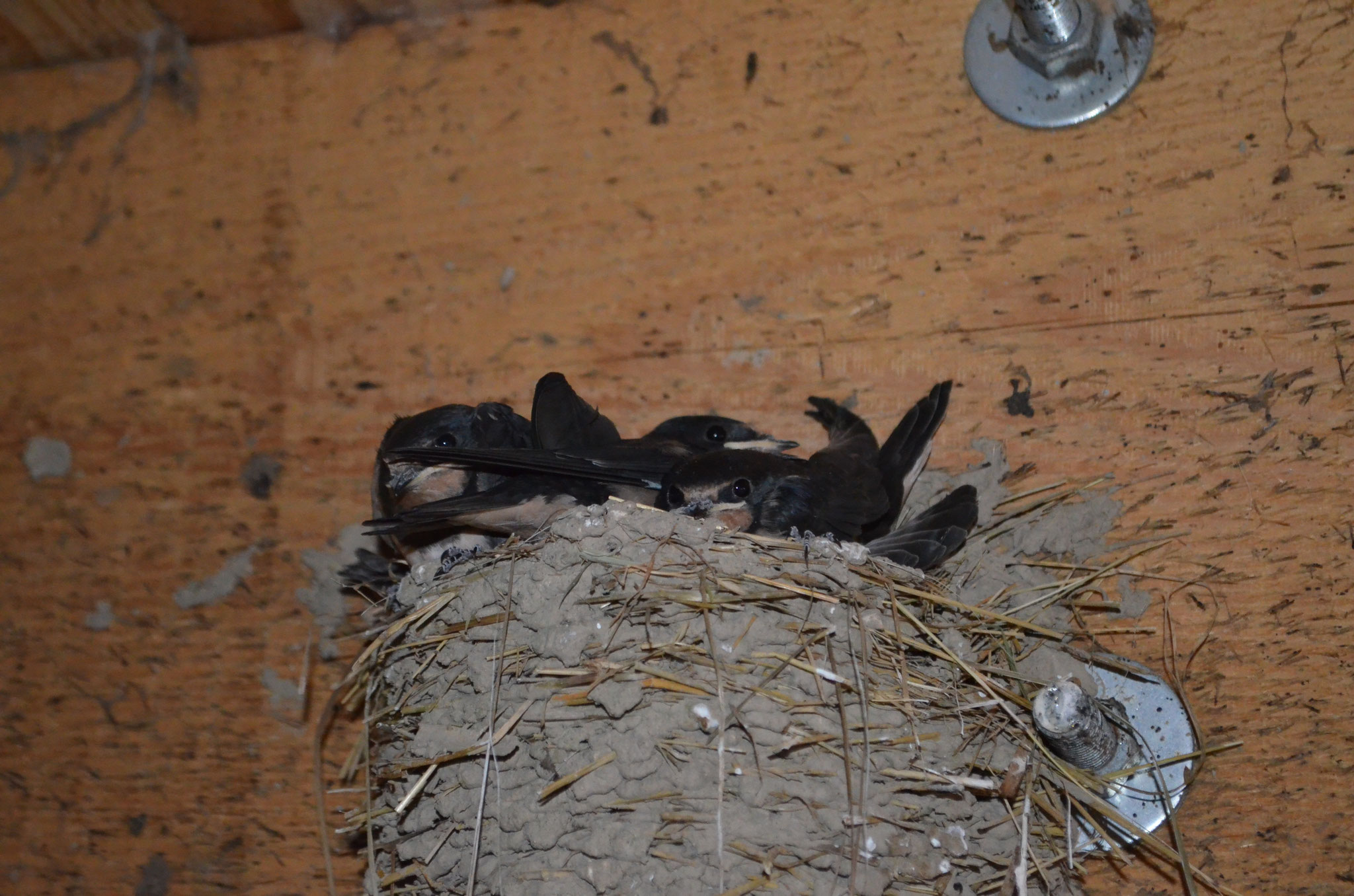 Sogar Schwalben haben sich im Kuhstall nieder gelassen.