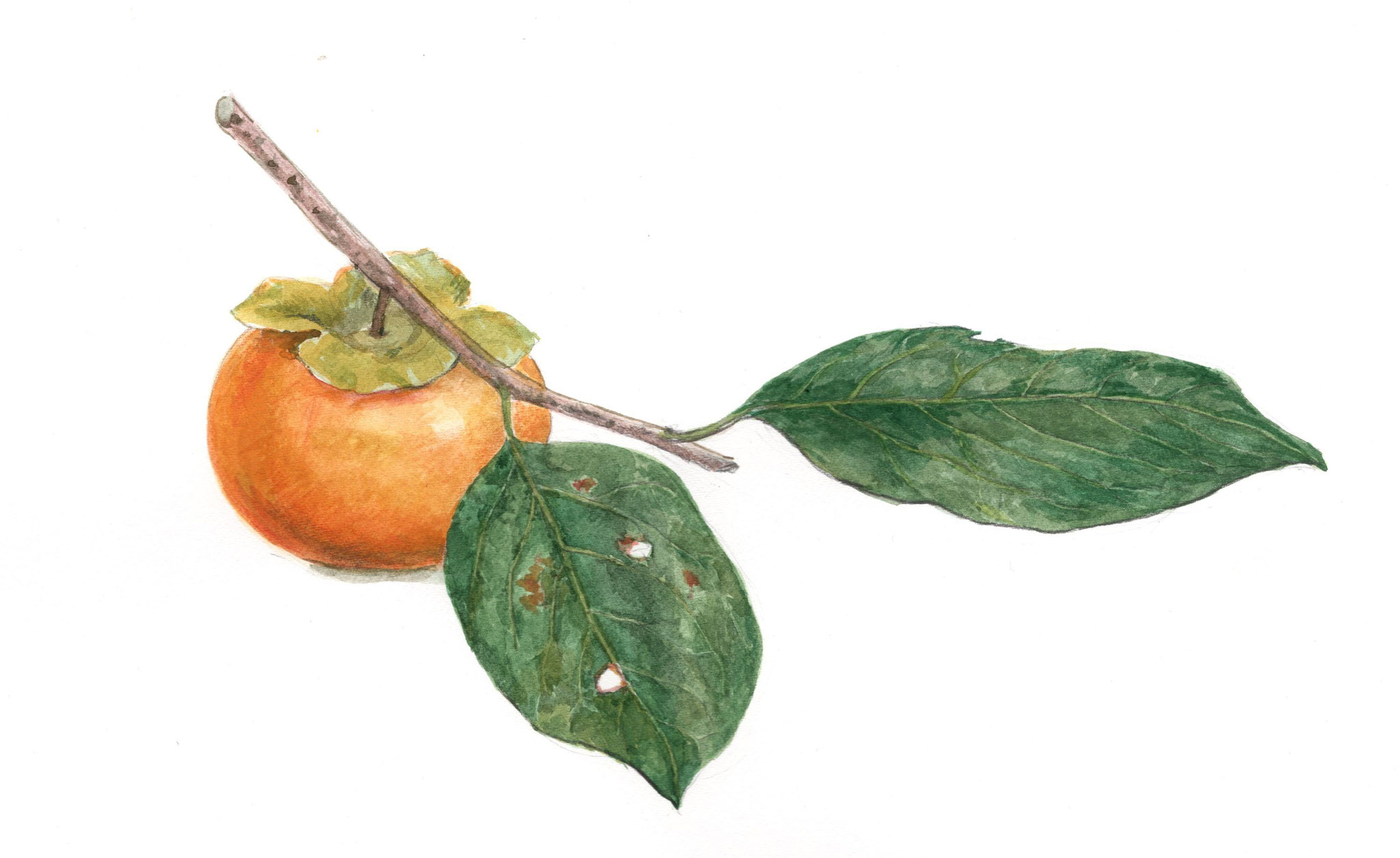 「柿」(Persimmon)
