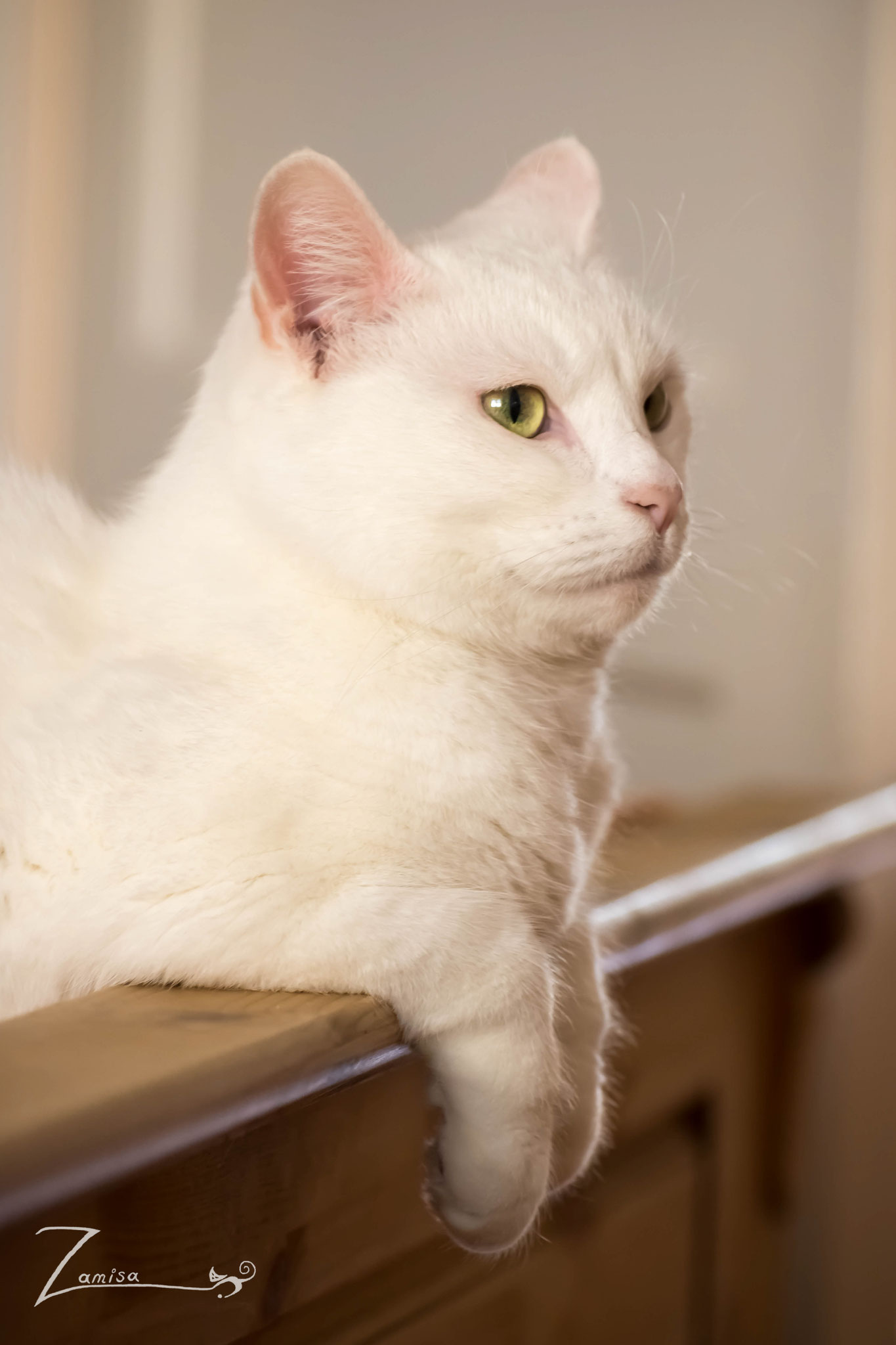 Saphira, ISO 1400, 102 mm Tele, f/4.5, 1/60 Sek.