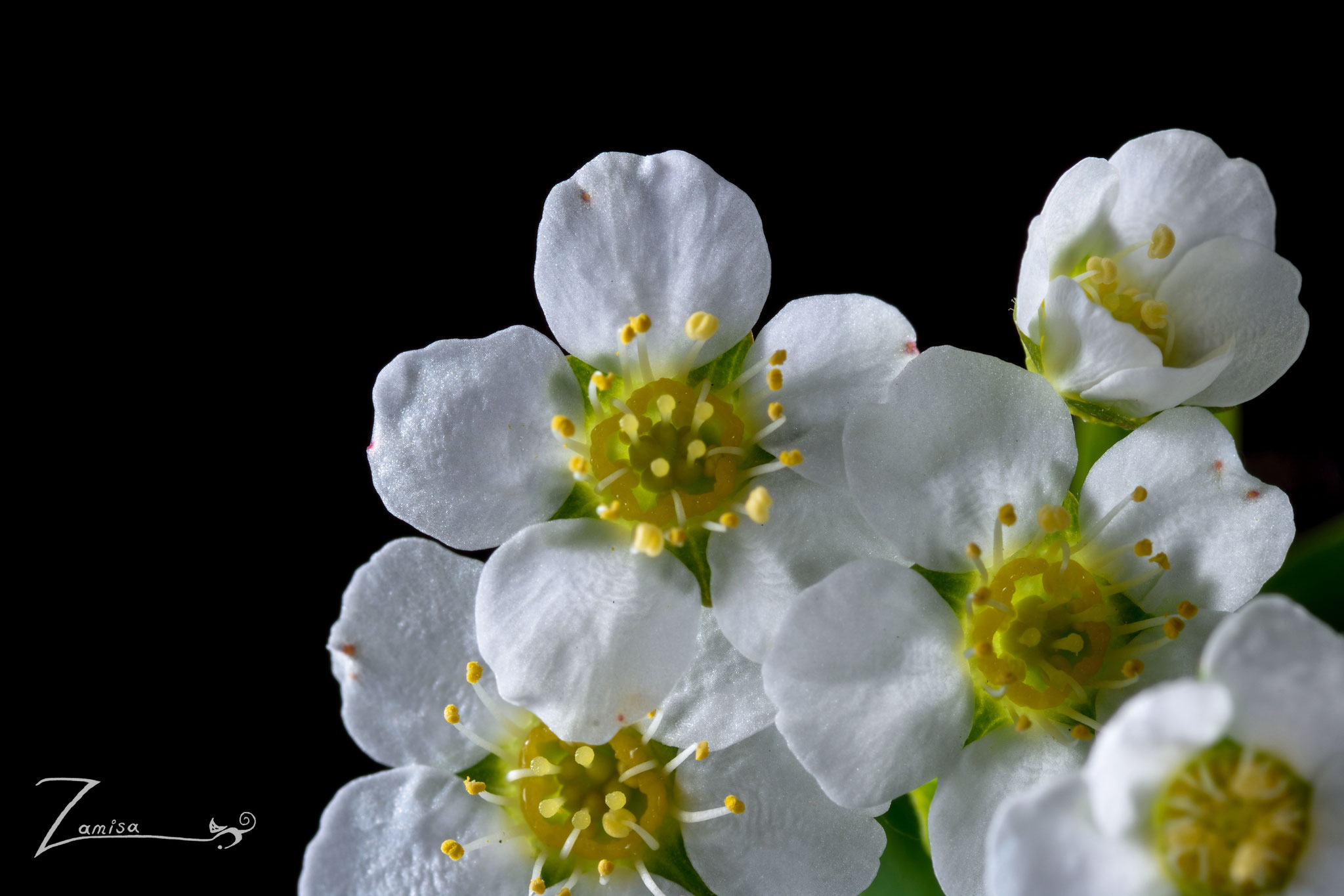 weiße Blüten ISO 100, 105 mm Makro, f/25, 1/200 Sek.