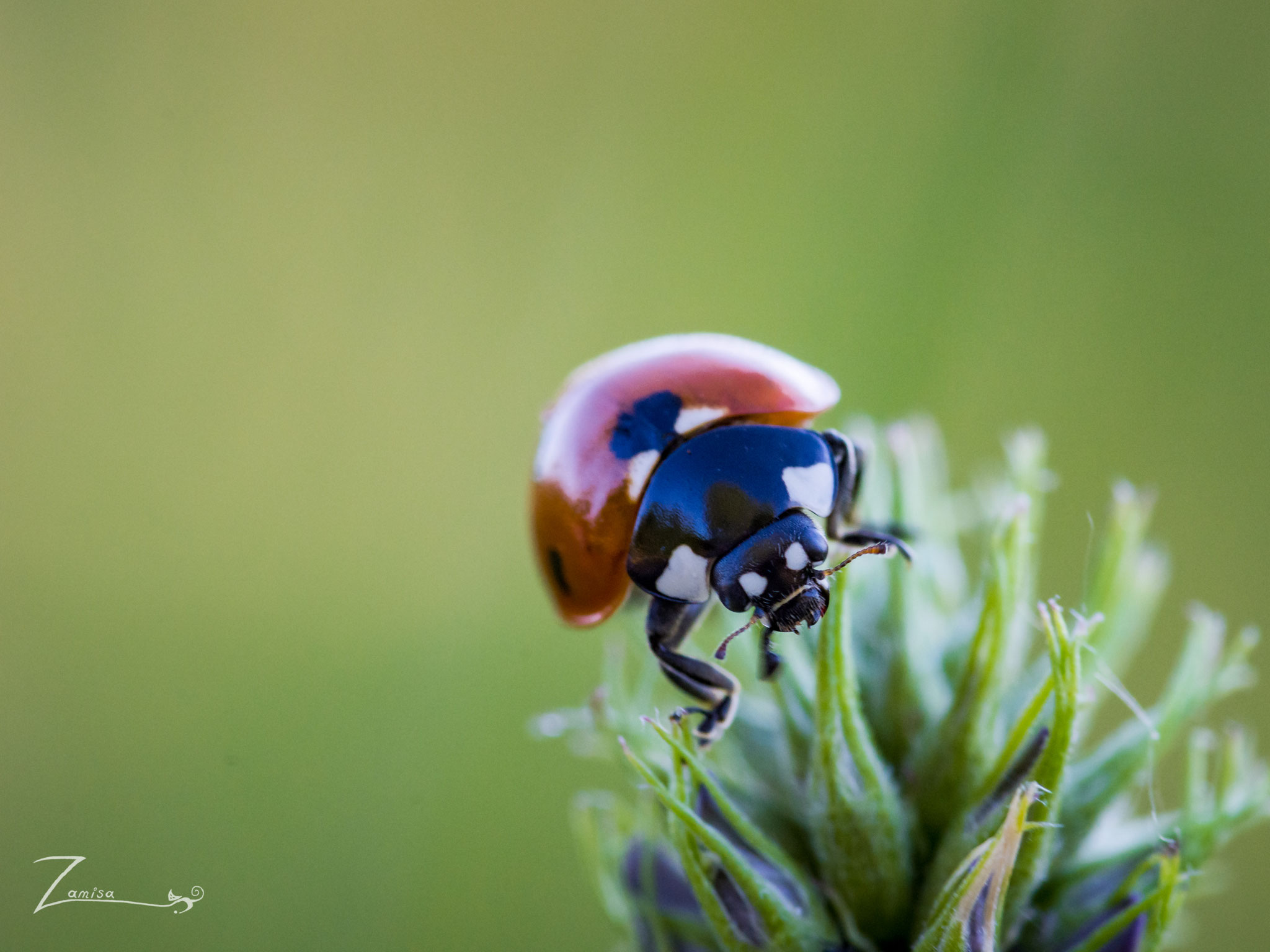 Marienchenkäfer, ISO 800, 105 mm Makro, f/13 , 1/125 Sek.