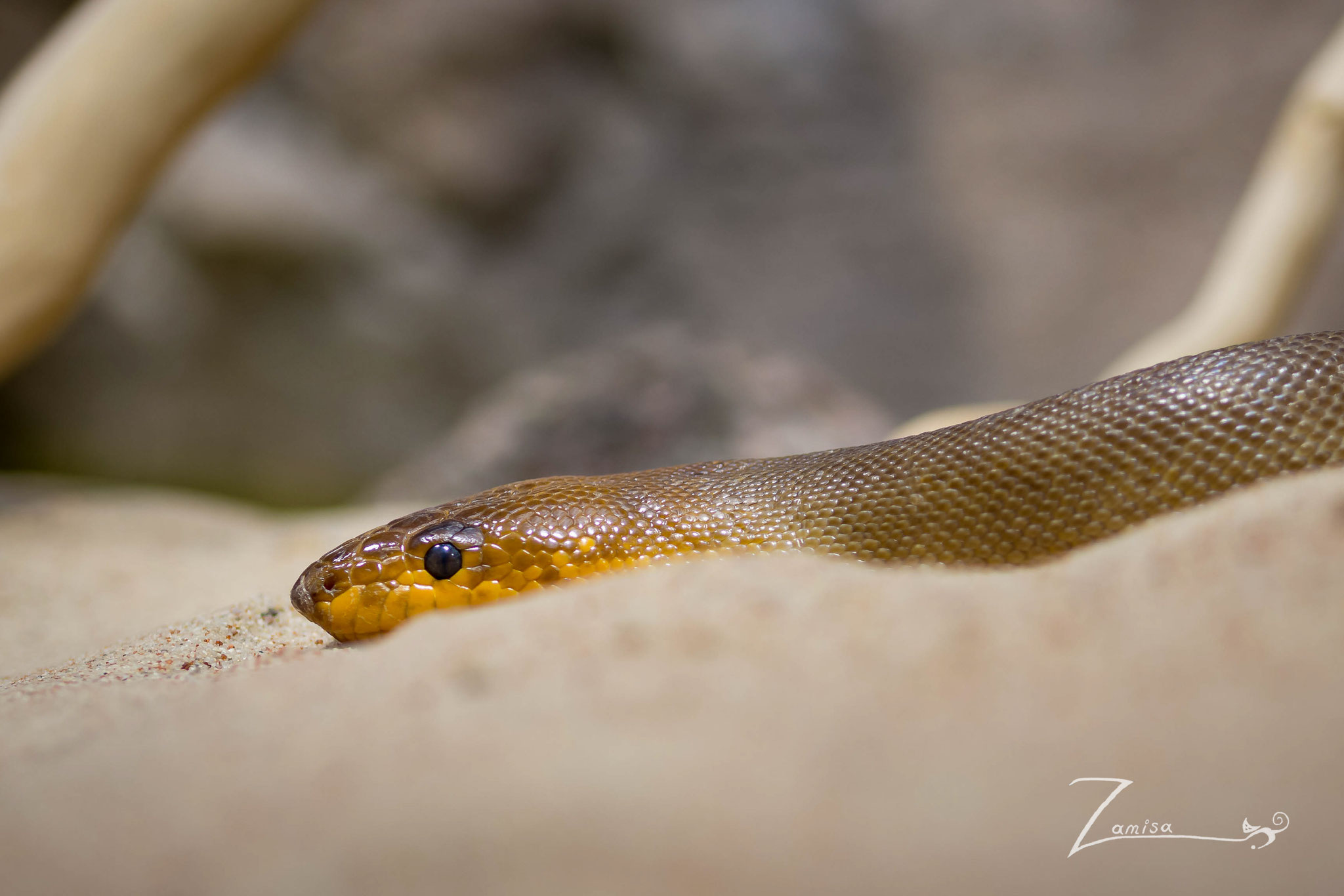 Schlange im Aquarium Berlin, ISO 100, 105 mm Makro, f/4.0, 1/200 Sek.