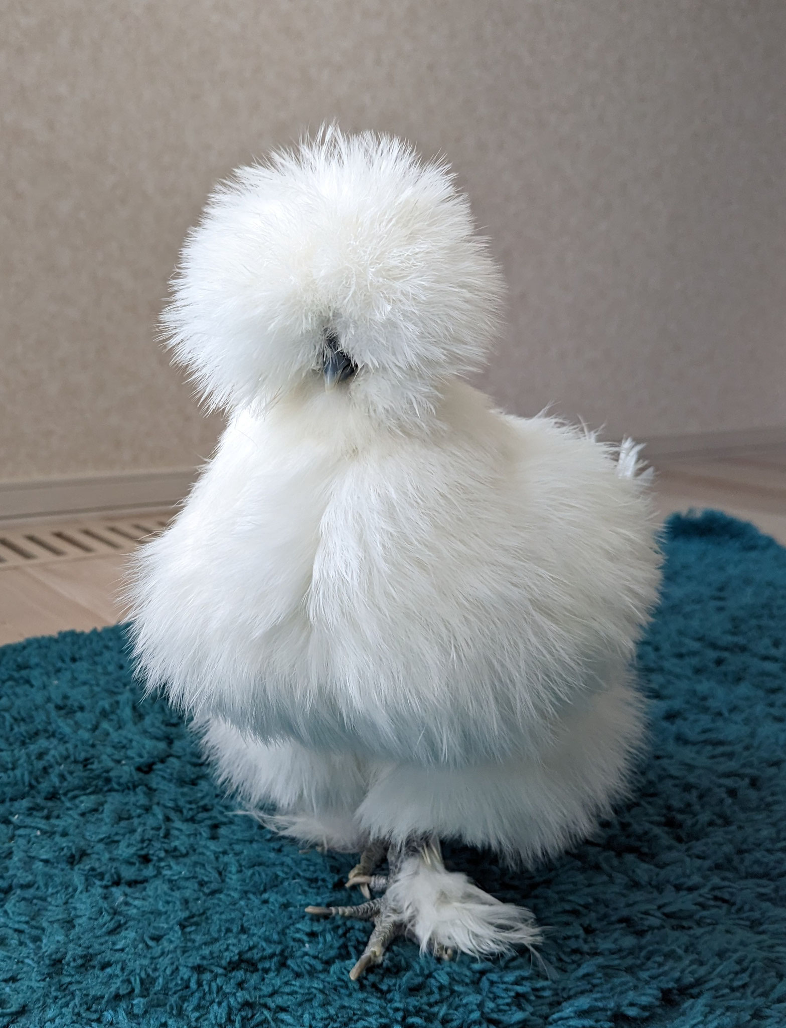 お客様の声8 CUSTOMER'S VOICE - トリトレット～鳥用おむつ～