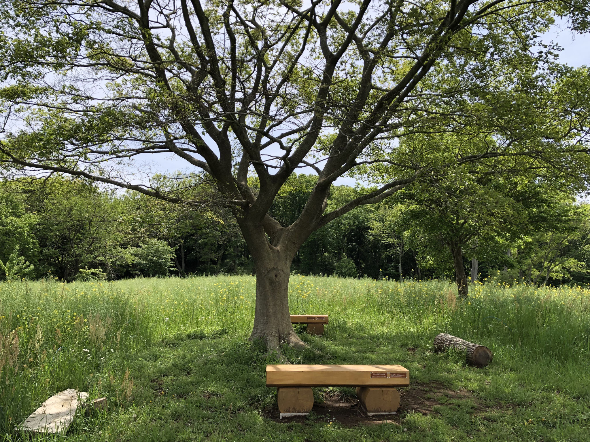 (5) 木陰のベンチで休憩