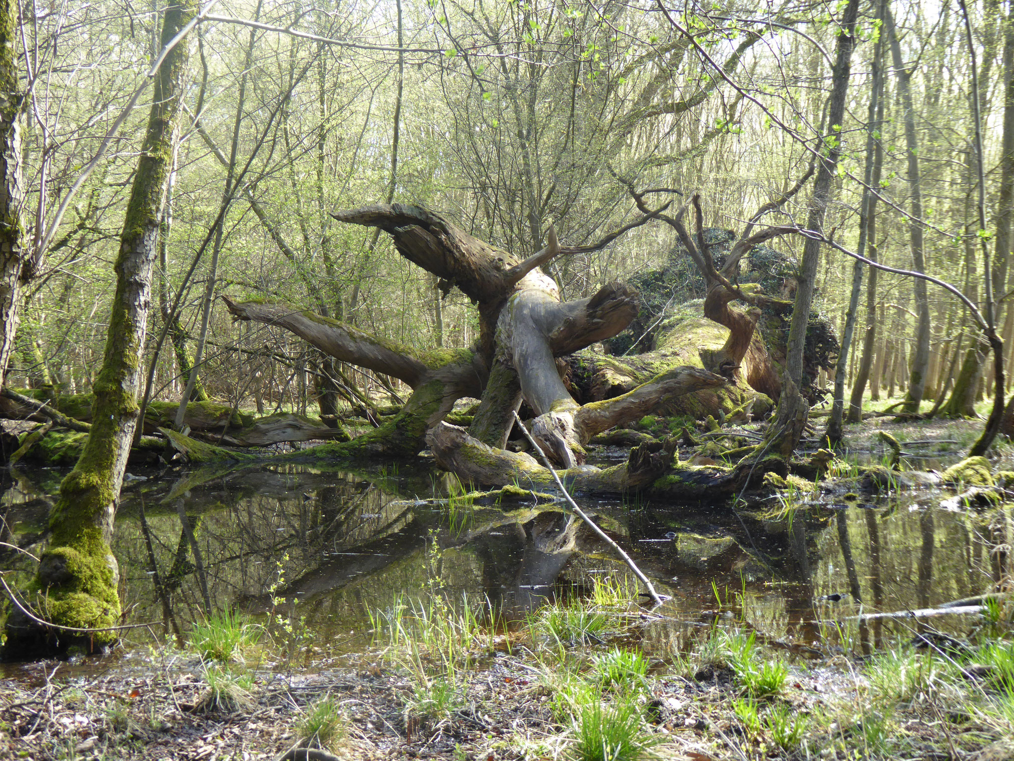 Totholz im Sauerbruch, Groß-Gerau-Nord  (Foto: NABU GG)