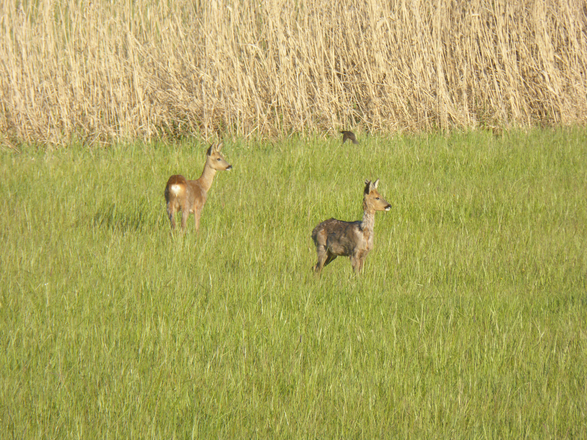 Rehe im NSG Kollenbruch  (Foto NABU GG)