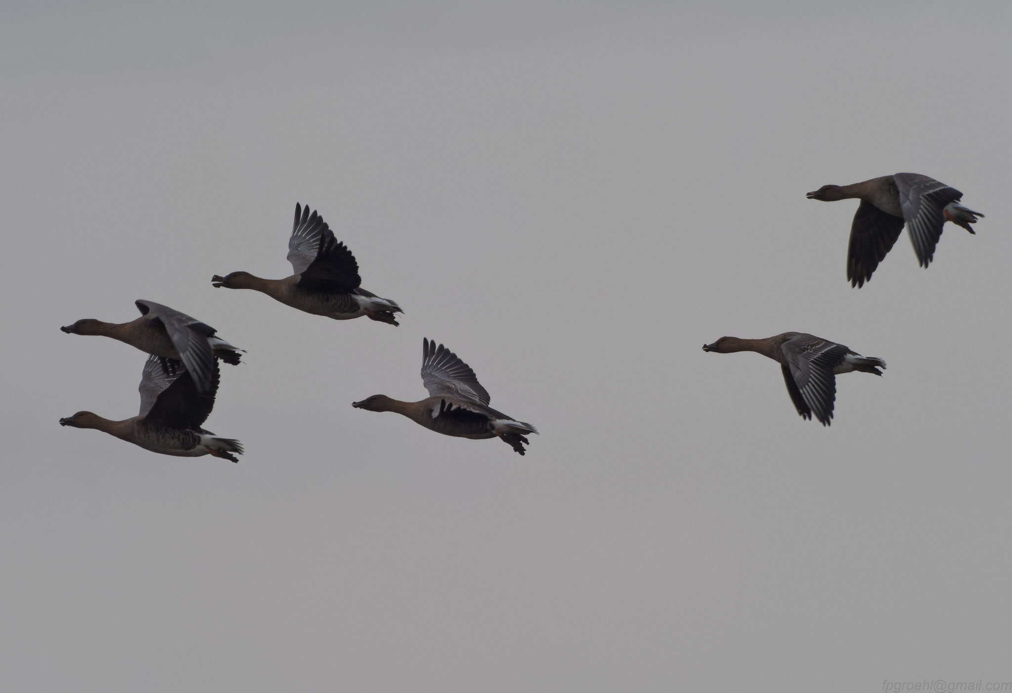 Saatgänse im Flug