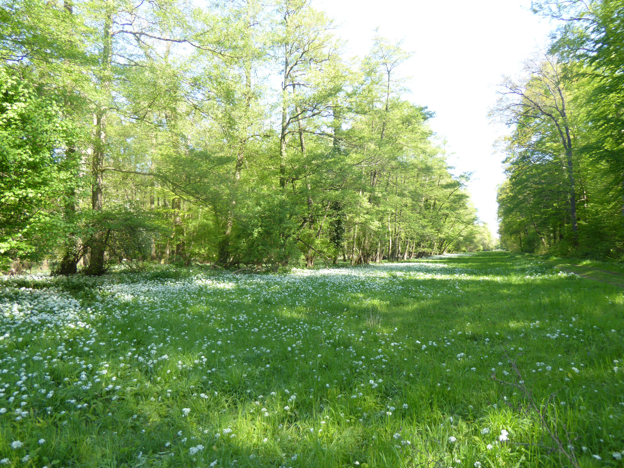 Niederwald, Groß-Gerau-Nord  (Foto NABU GG)