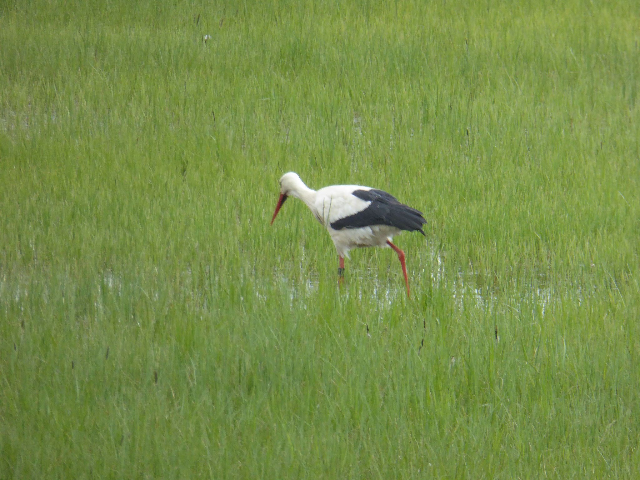 Storch im Osterbruch, Siedlung Auf Esch, Groß-Gerau  (Foto: NABU GG)