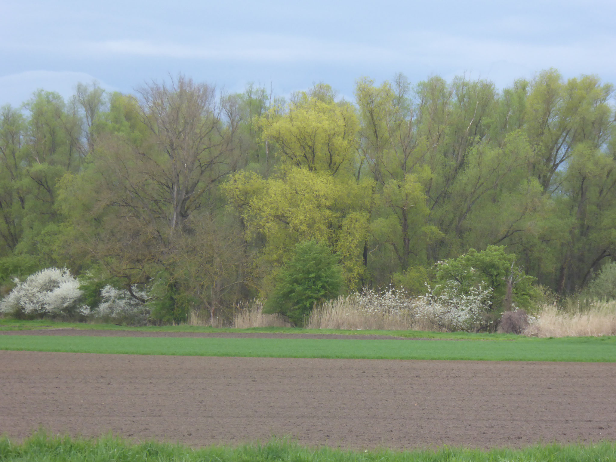 Kollenbruch, Siedlung Auf Esch, Groß-Gerau  (Foto: NABU GG)