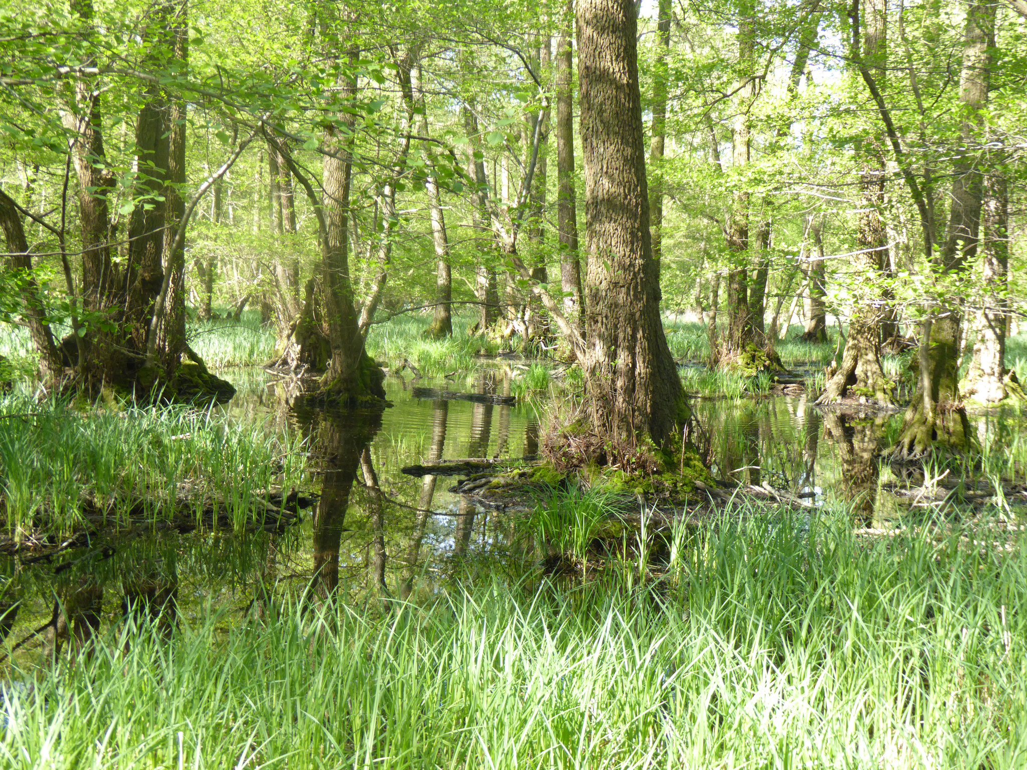 Niederwald, Groß-Gerau-Nord  (Foto NABU GG)