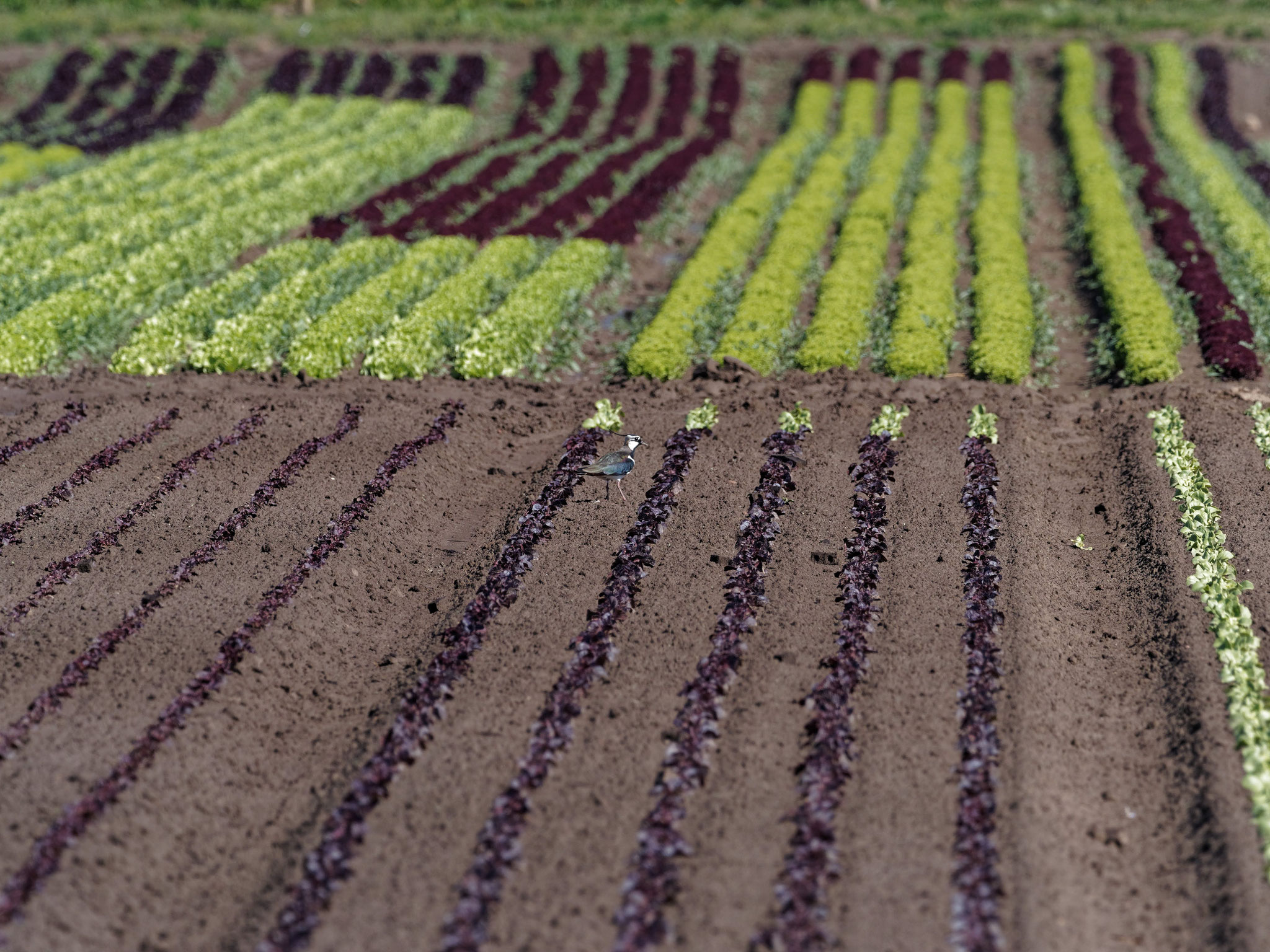 Kiebitze brauchen offenes Land (hier: bei Biebesheim 2020)