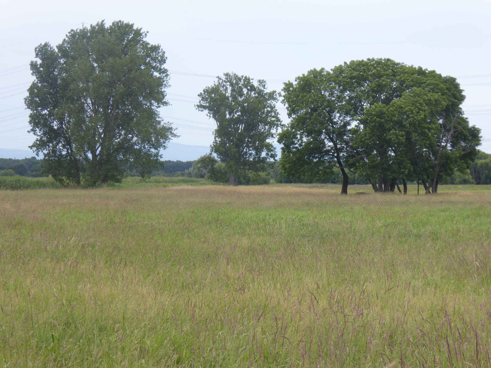 Erlenwiese und Kratzenau, Wallerstädten/Groß-Gerau-West  (Foto: NABU GG)