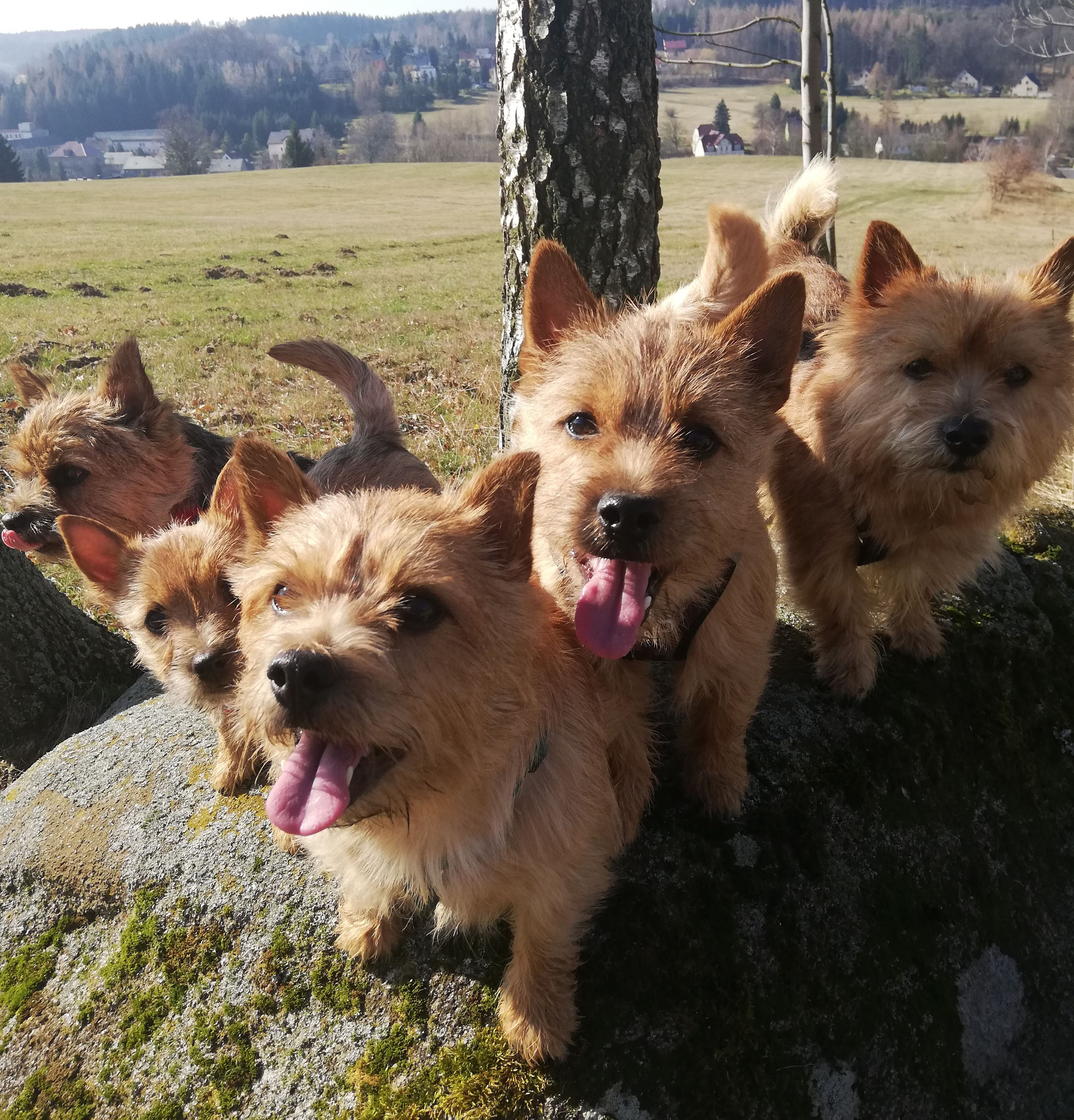 v.l.n.r. Missy, T.E., Lotte, Buddy und Terry