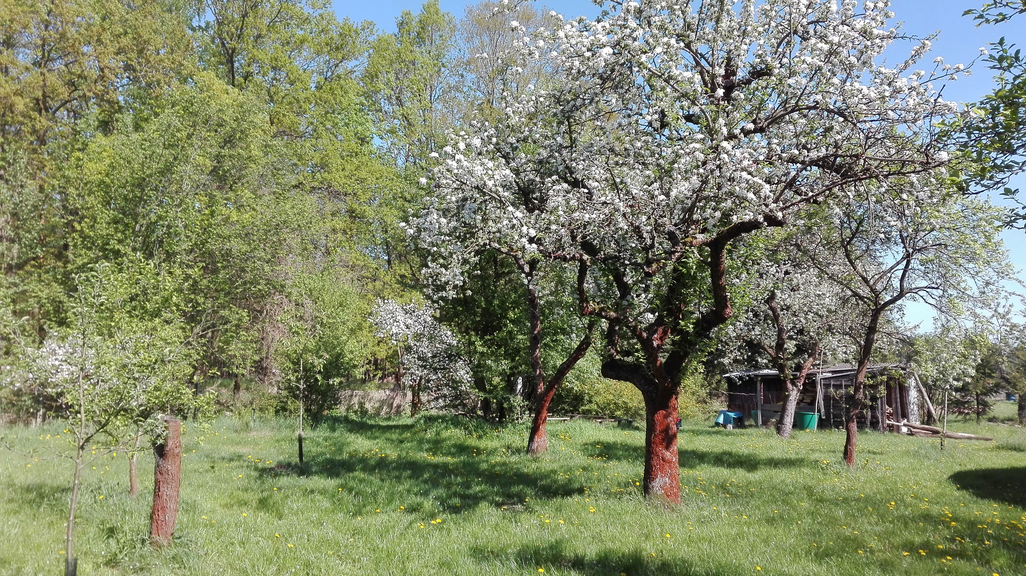 Baumblüte im Camp