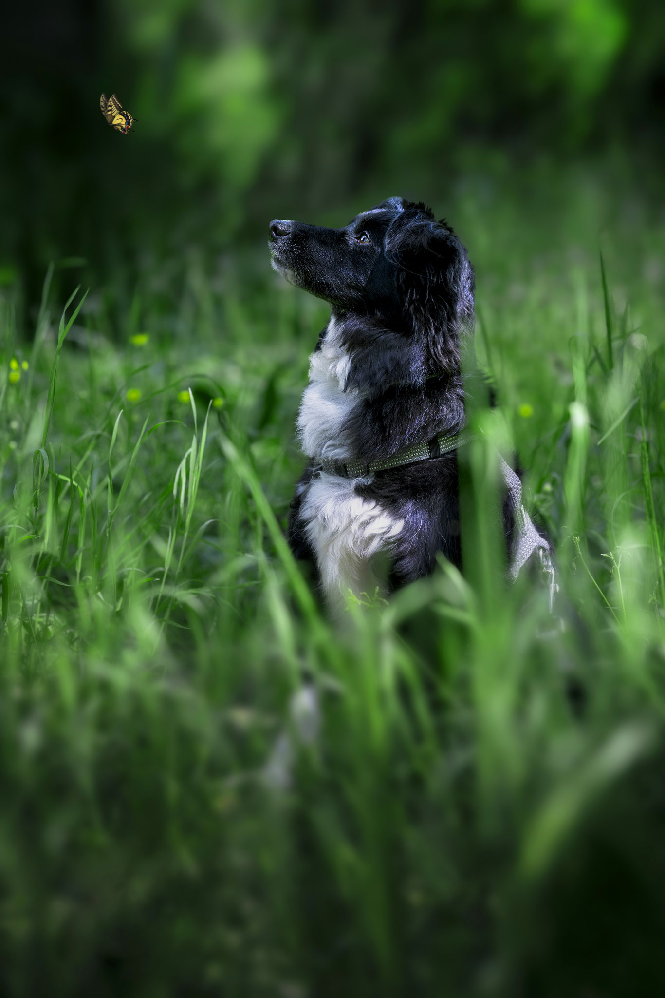 PET