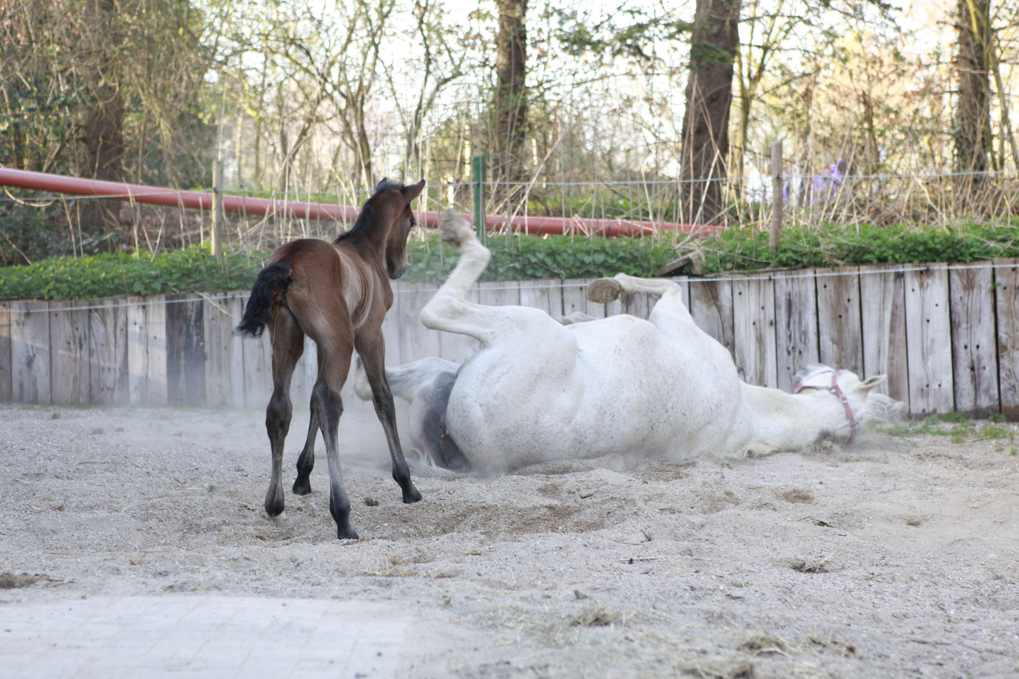 Richtige Fütterung der Zuchtstuten - Holsteiner Pferdezucht ZG Pflügler