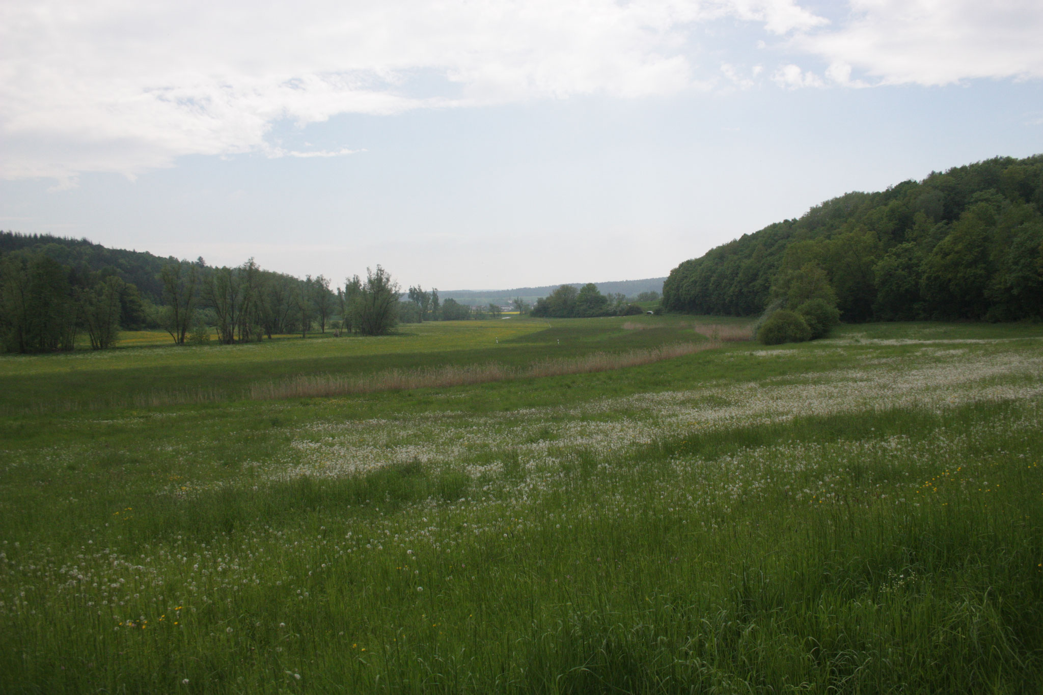 In den Heiligenwiesen bietet das Rodachtal nicht nur Lebensraum für Wiesenbrüter,... (c) Alex Ulmer